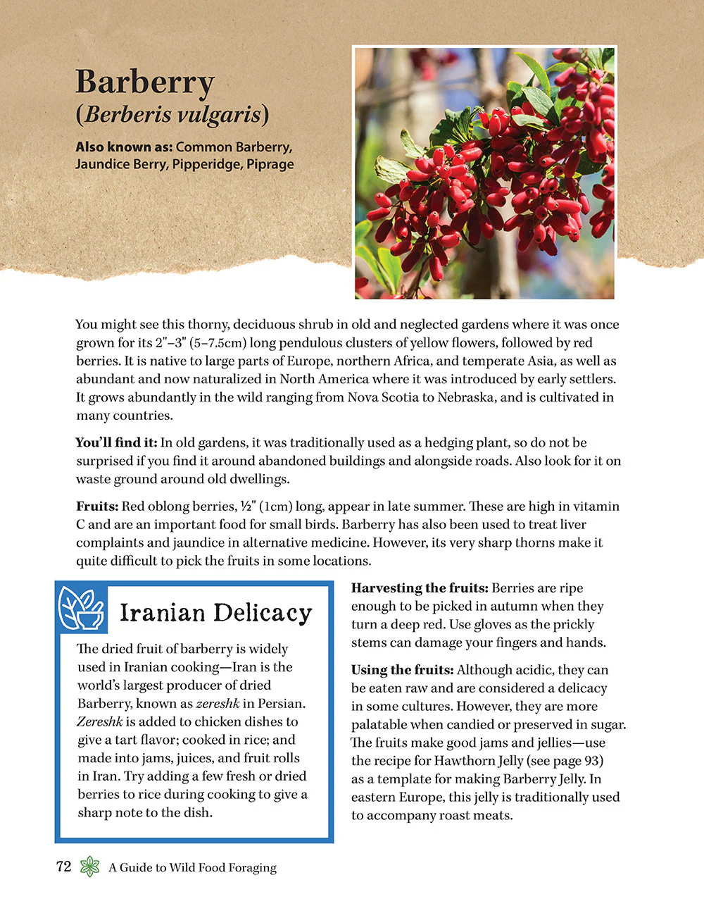 A Guide to Wild Food Foraging - Image 6