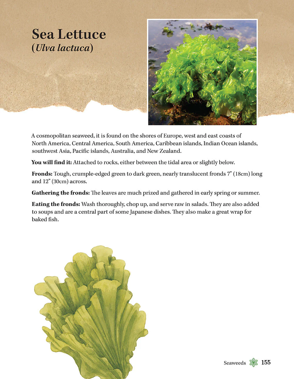 A Guide to Wild Food Foraging - Image 8