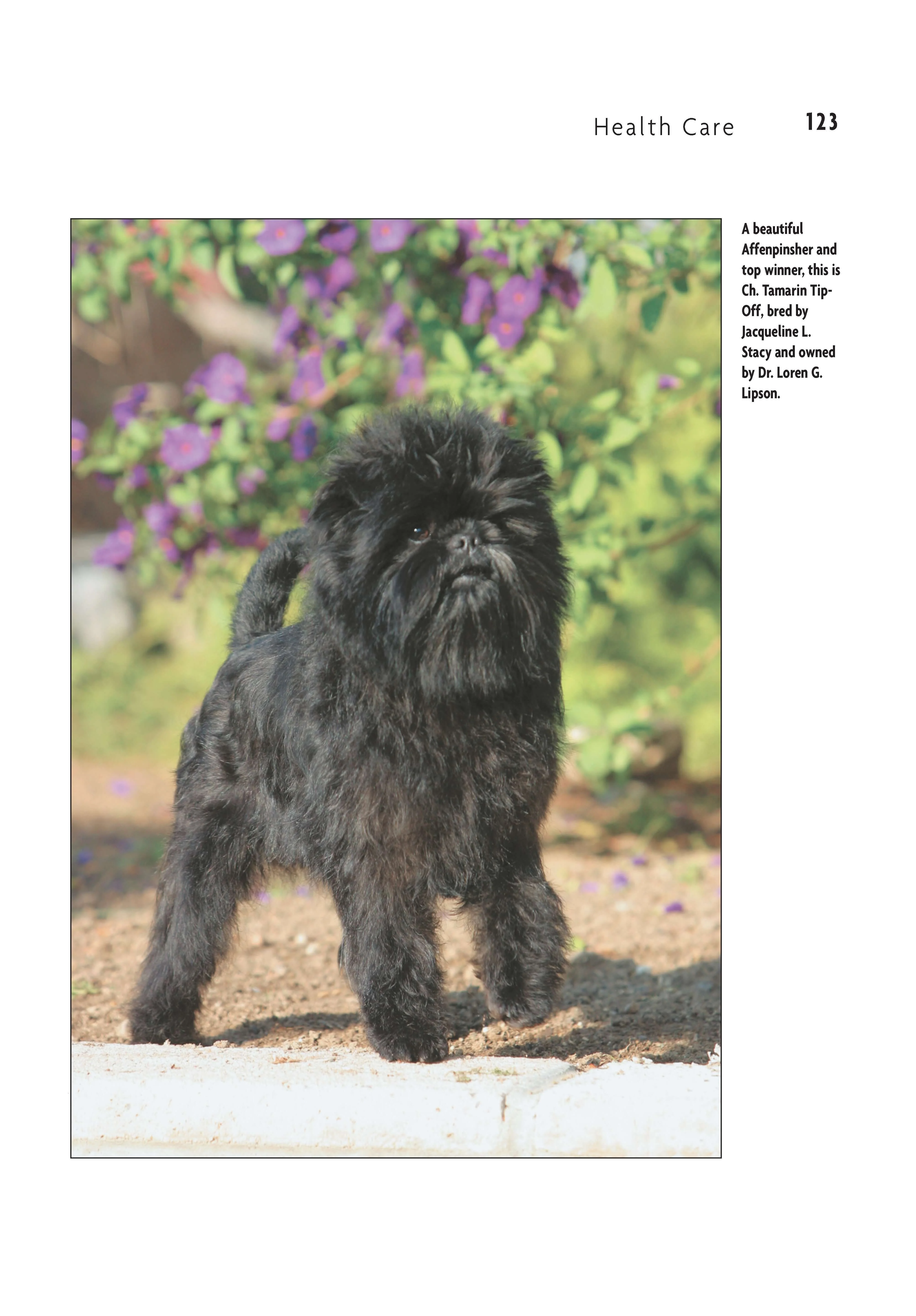 Affenpinscher (Comprehensive Owner's Guide) - Image 6