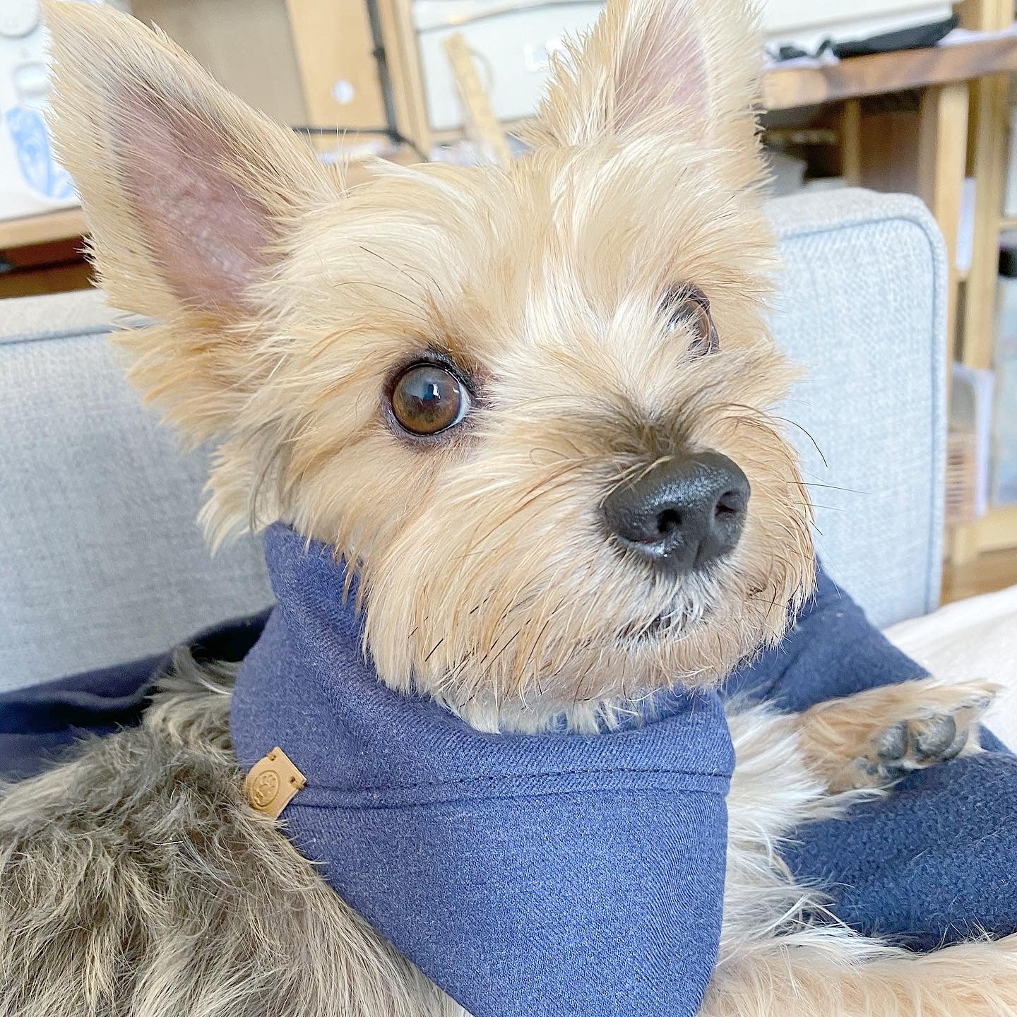BESPOKE PAWS 'Aiden' Reversible Pet - Cotton Adjustable Comfort Breathable BANDANA - Image 4
