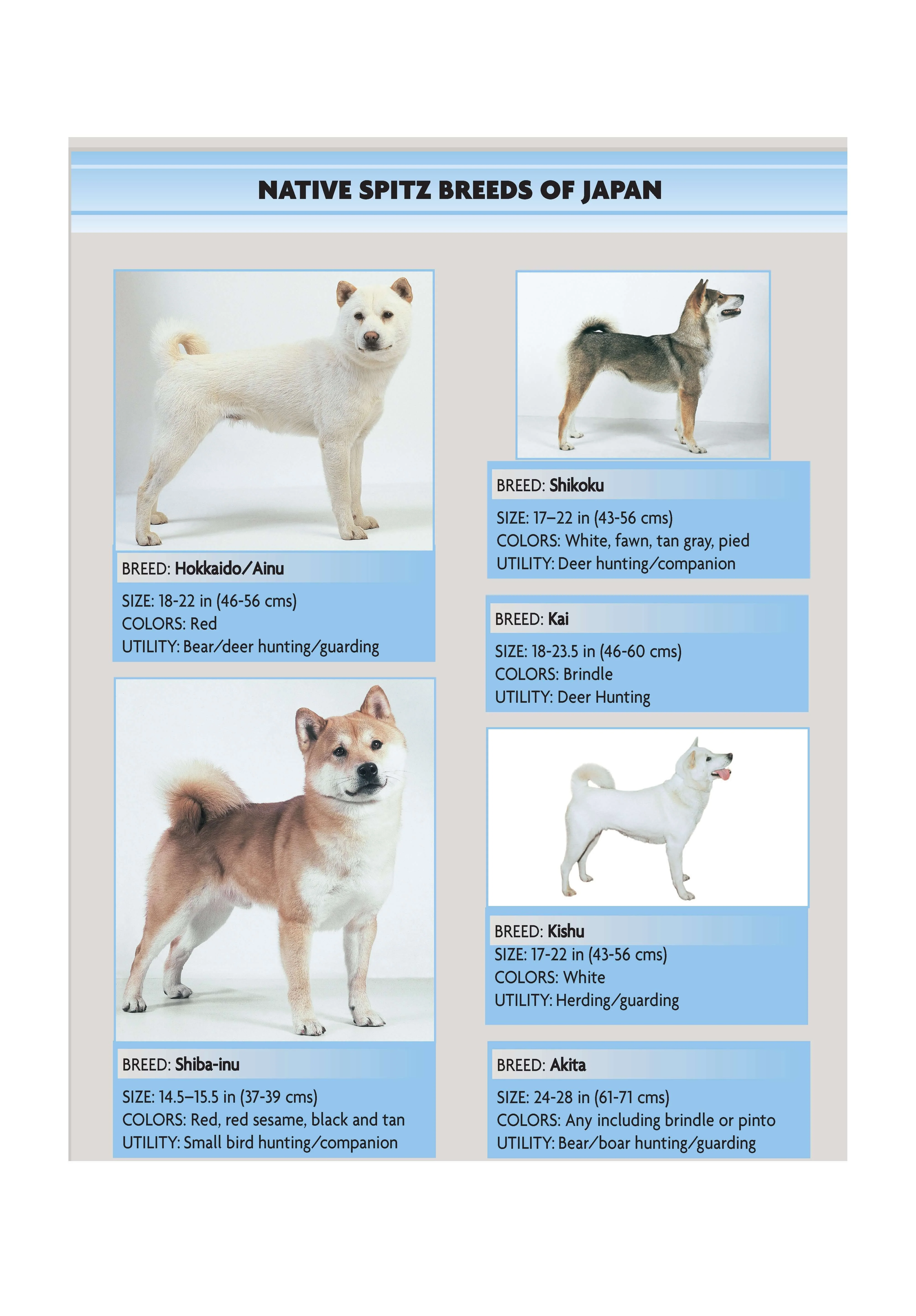 Akita (Comprehensive Owner's Guide) - Image 2
