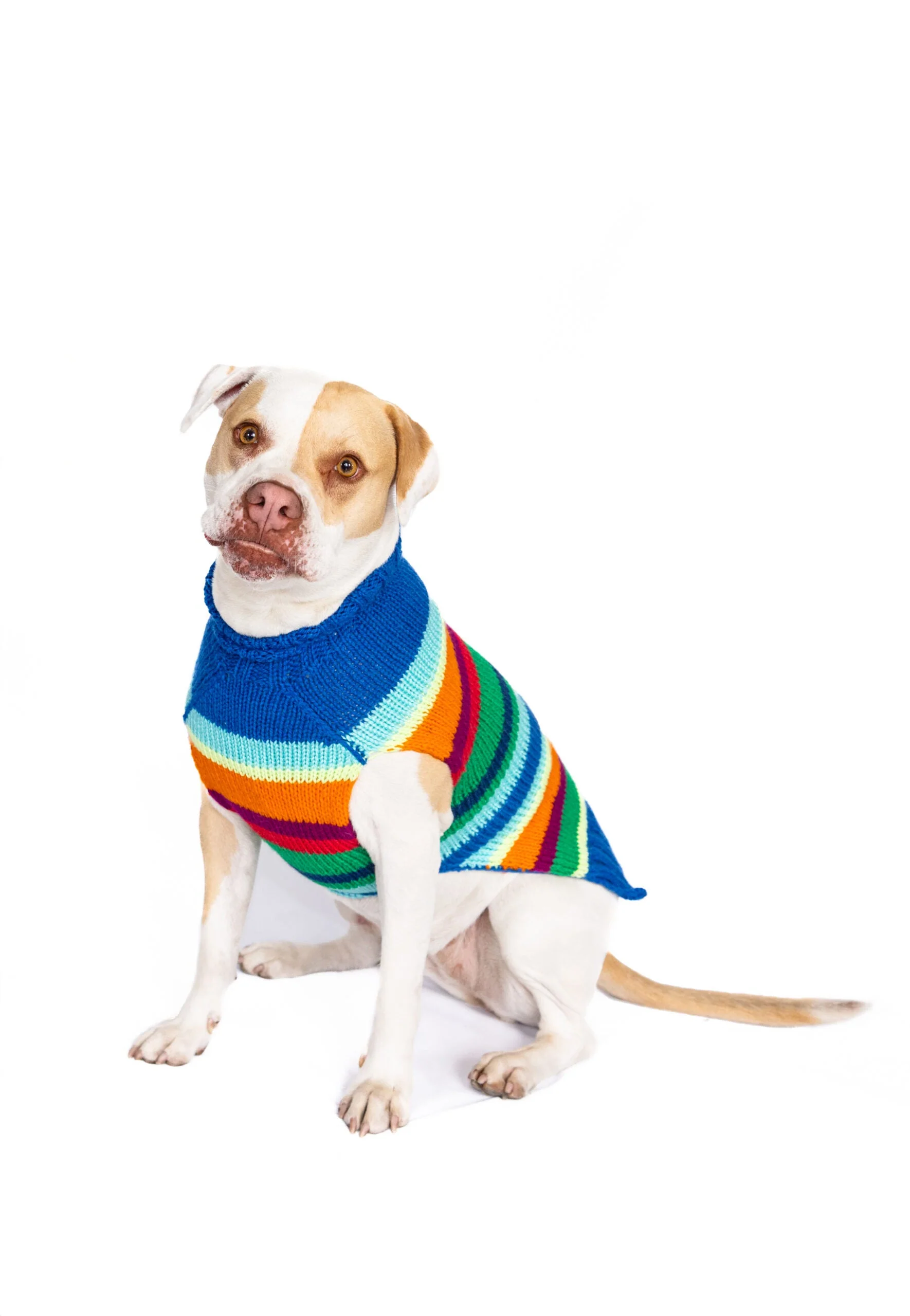 Alpaca Royal Stripe Dog sweater - Image 6