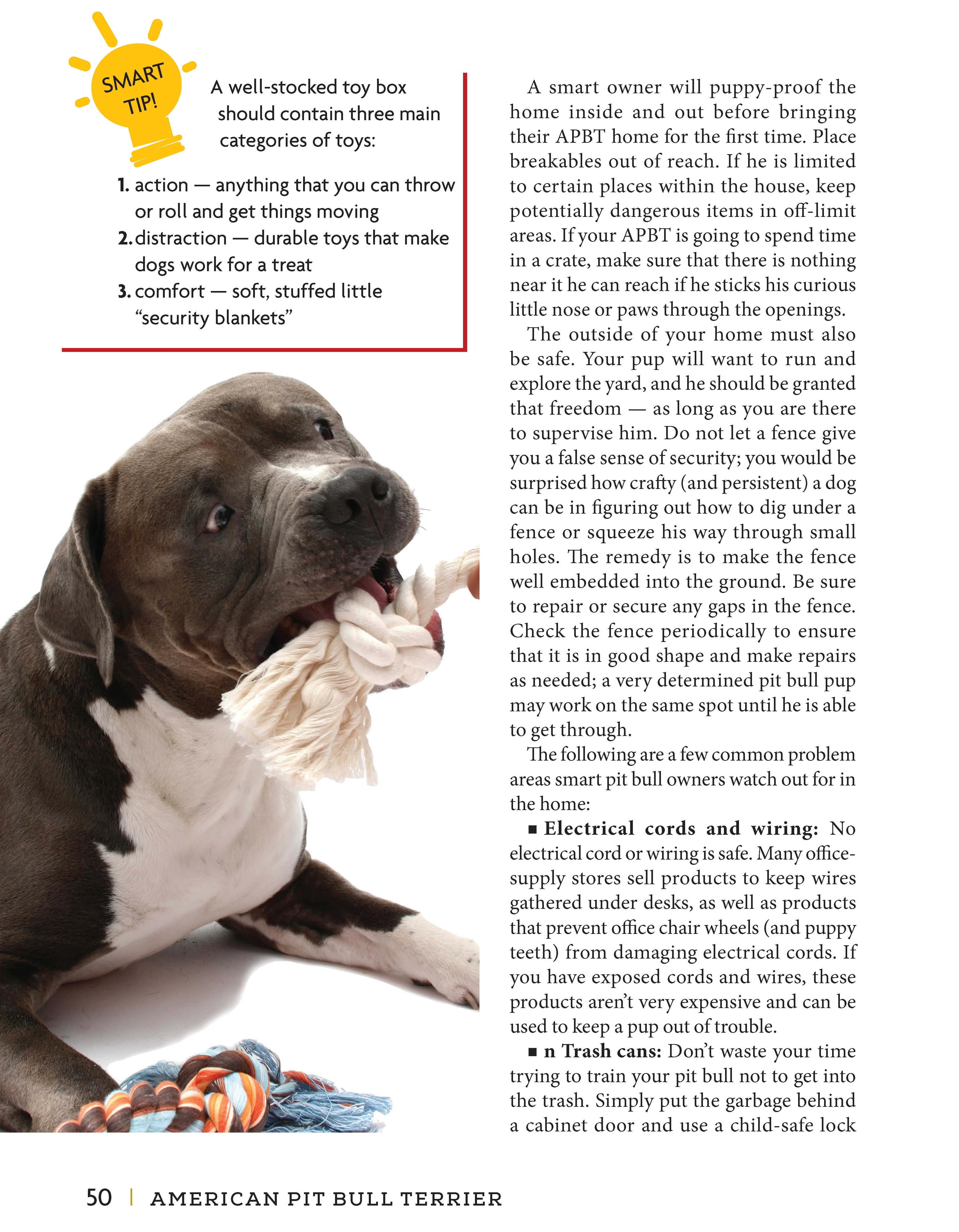 American Pit Bull Terrier - Image 3