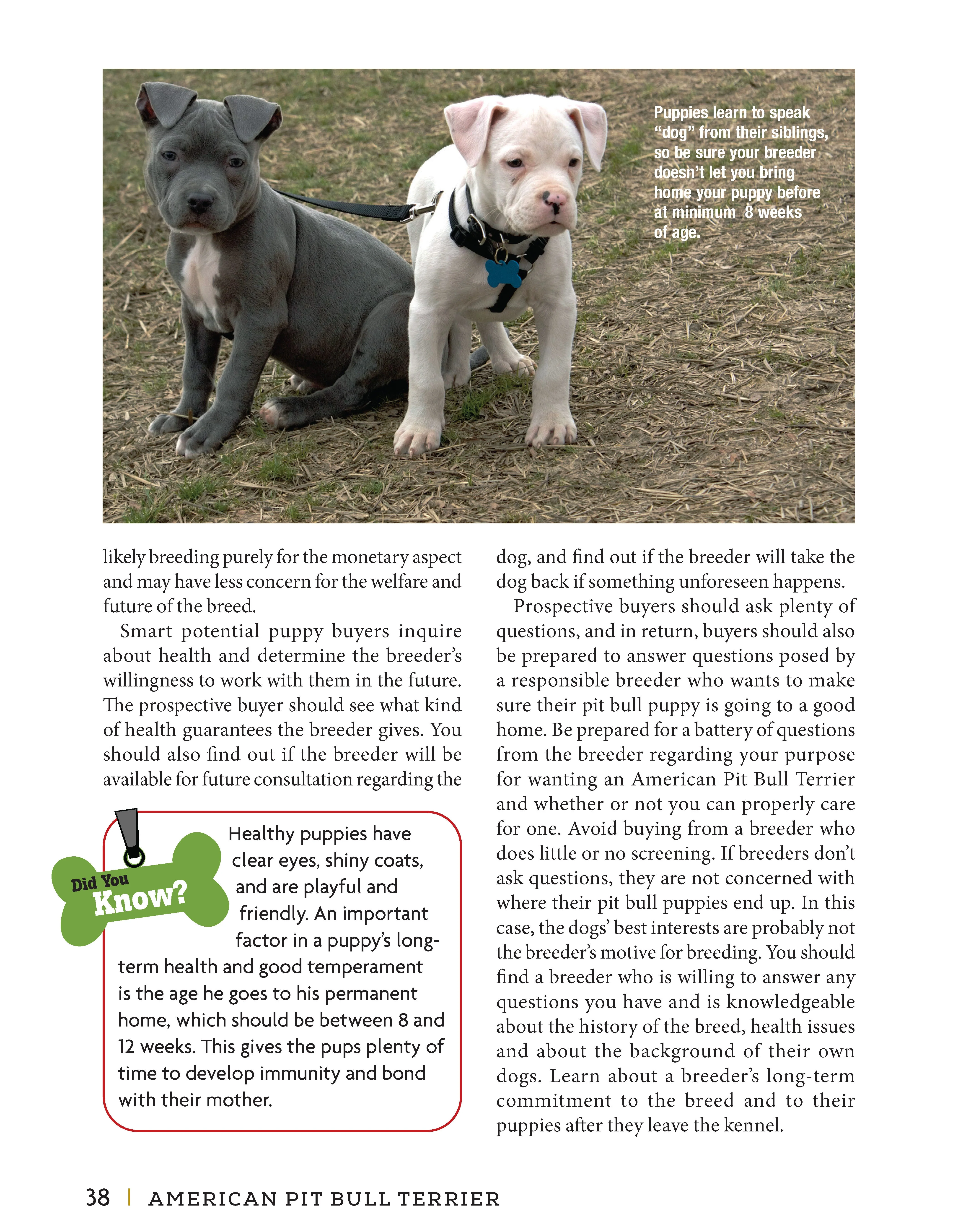 American Pit Bull Terrier - Image 4