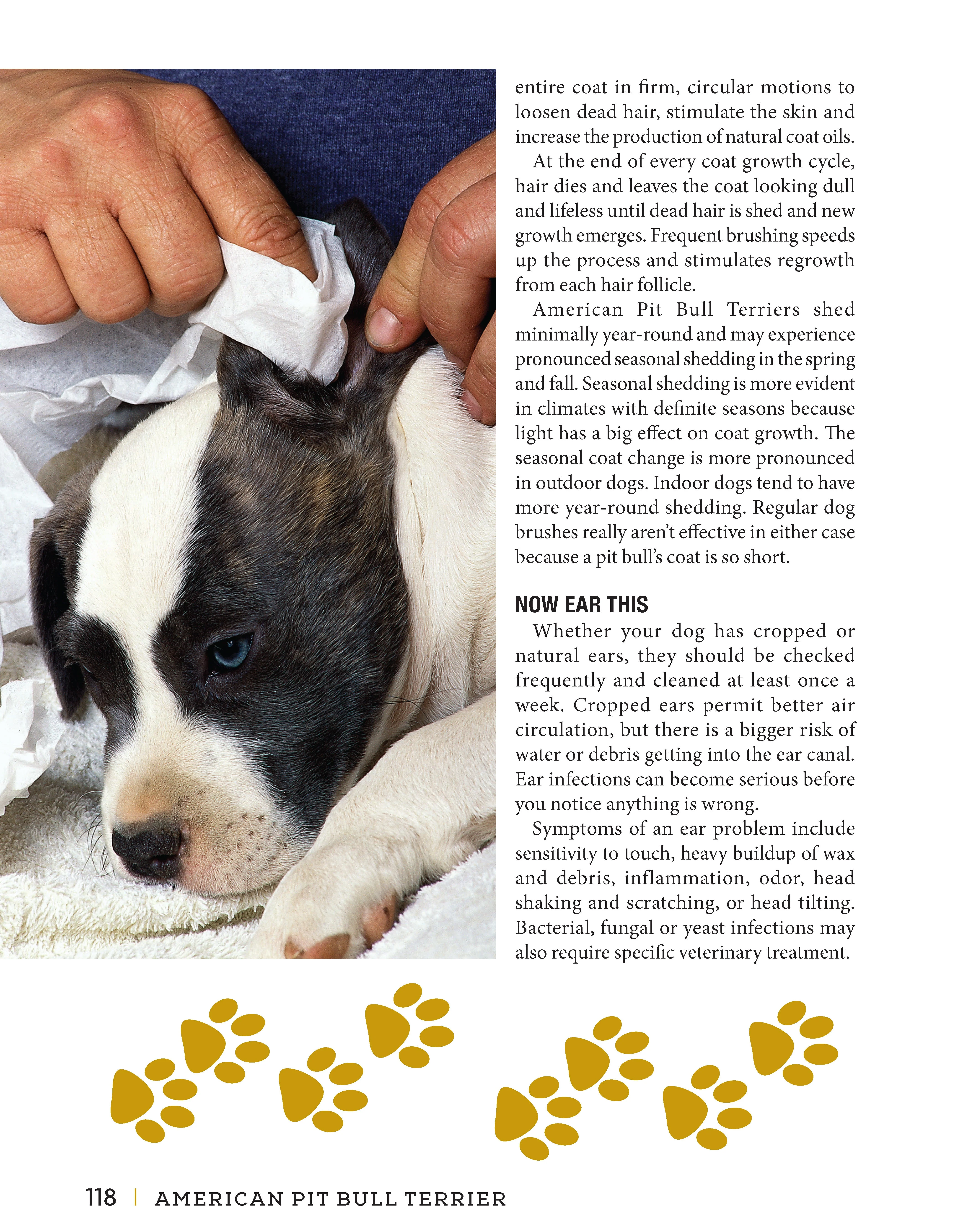 American Pit Bull Terrier - Image 5