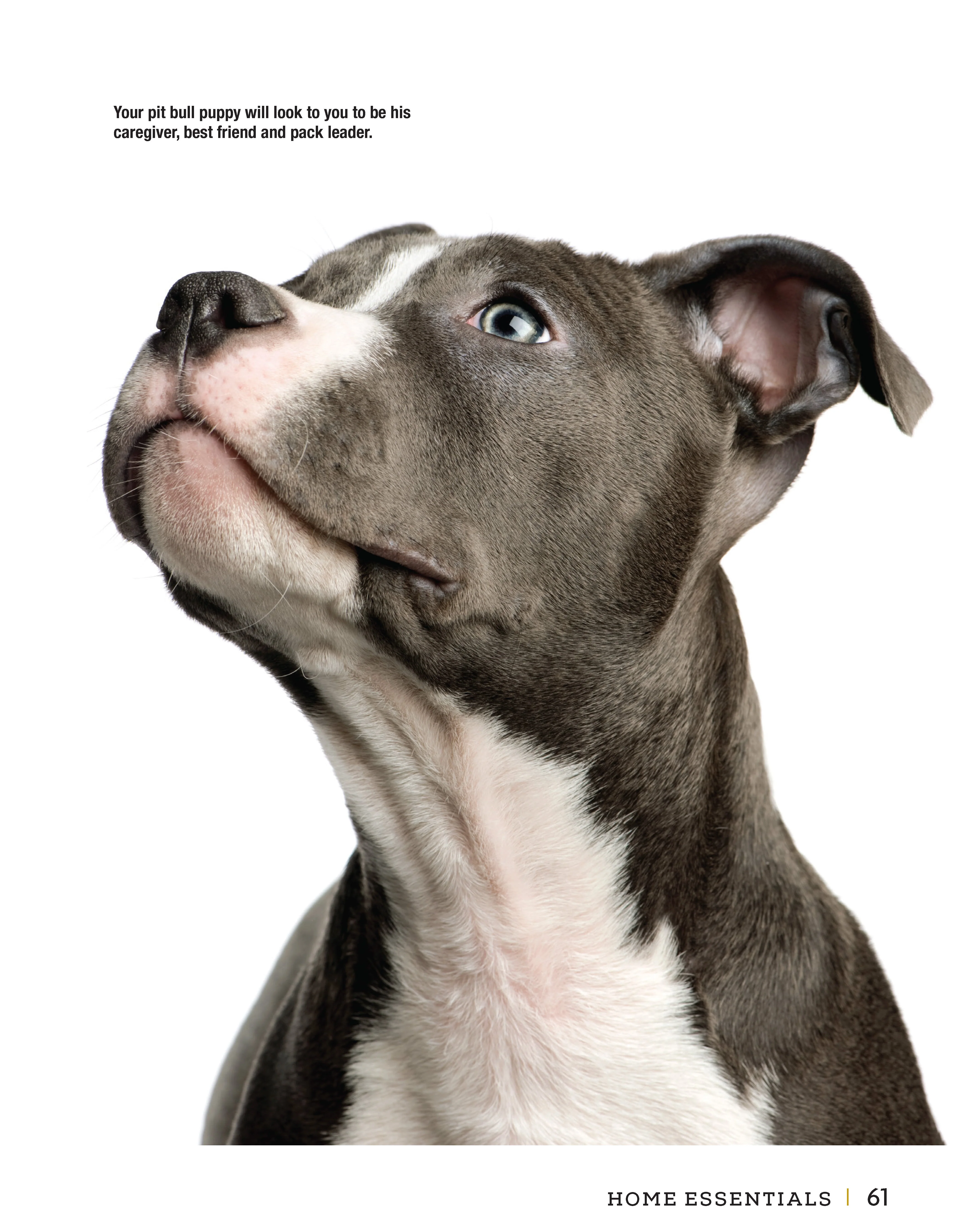 American Pit Bull Terrier - Image 6