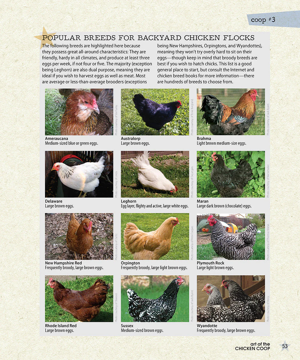 Art of the Chicken Coop - Image 4