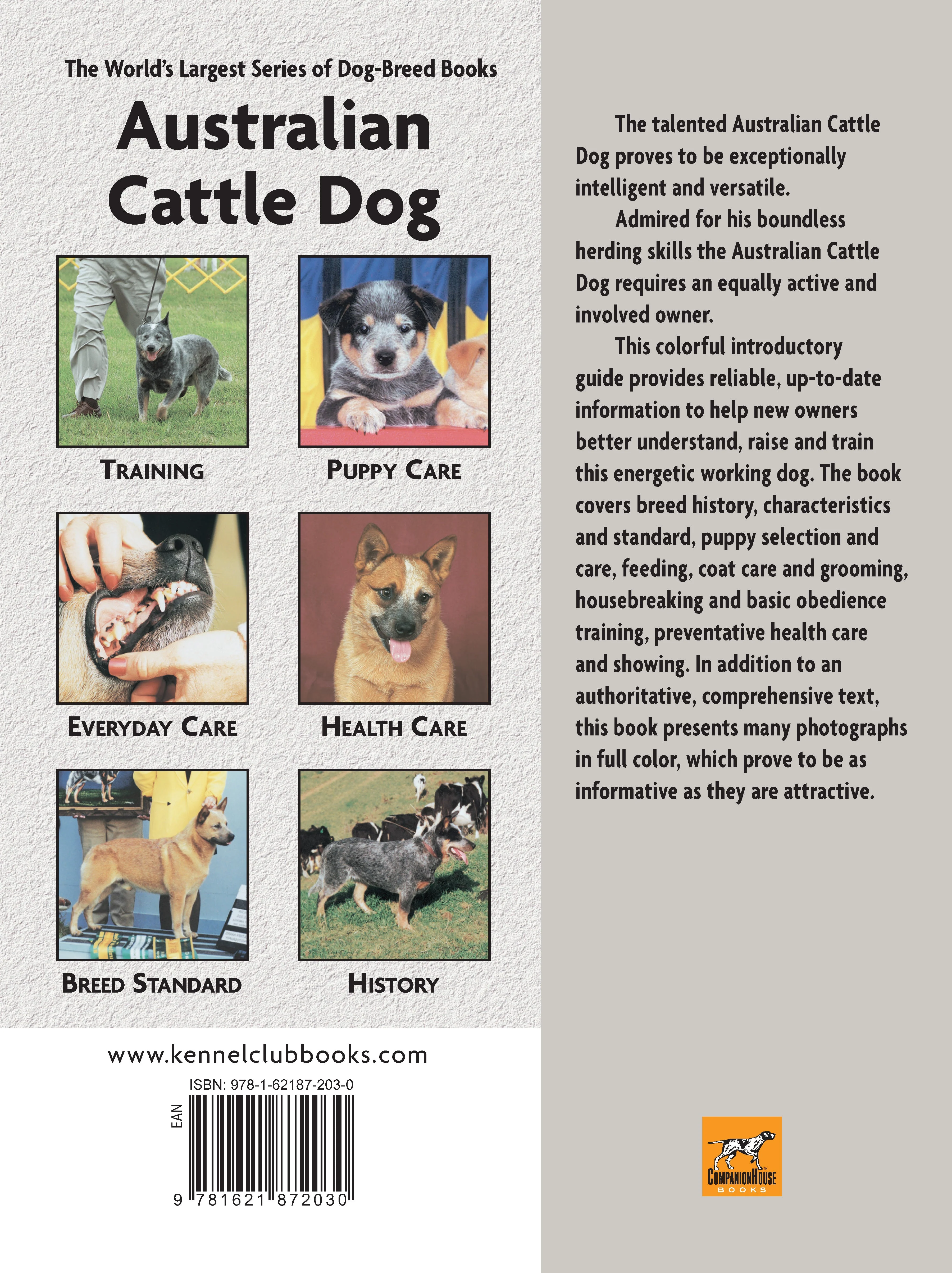 Australian Cattle Dog - Image 7
