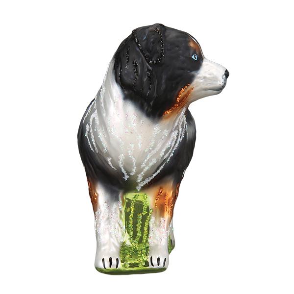 Australian Shepherd - Image 5