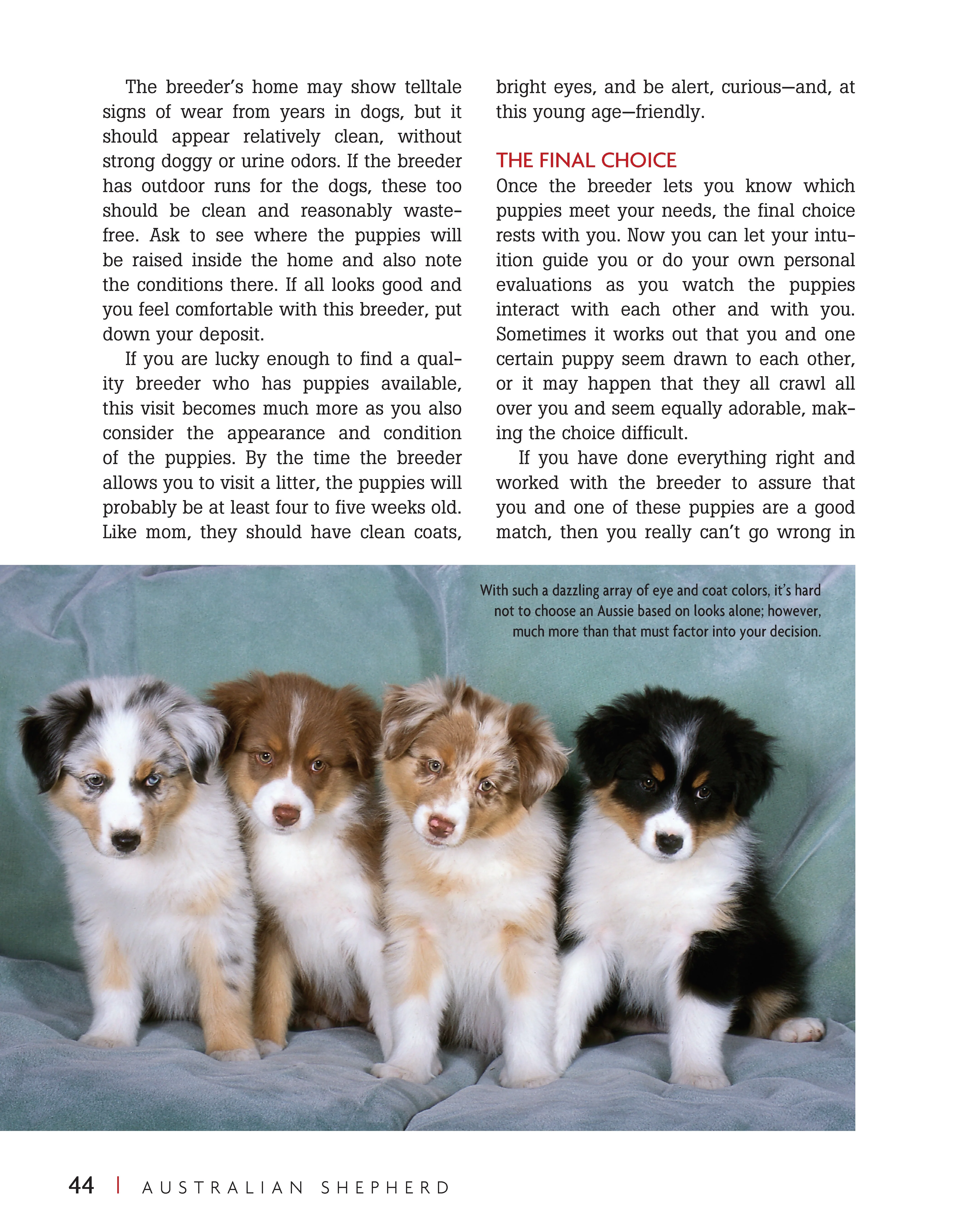Australian Shepherd Dog - Image 3