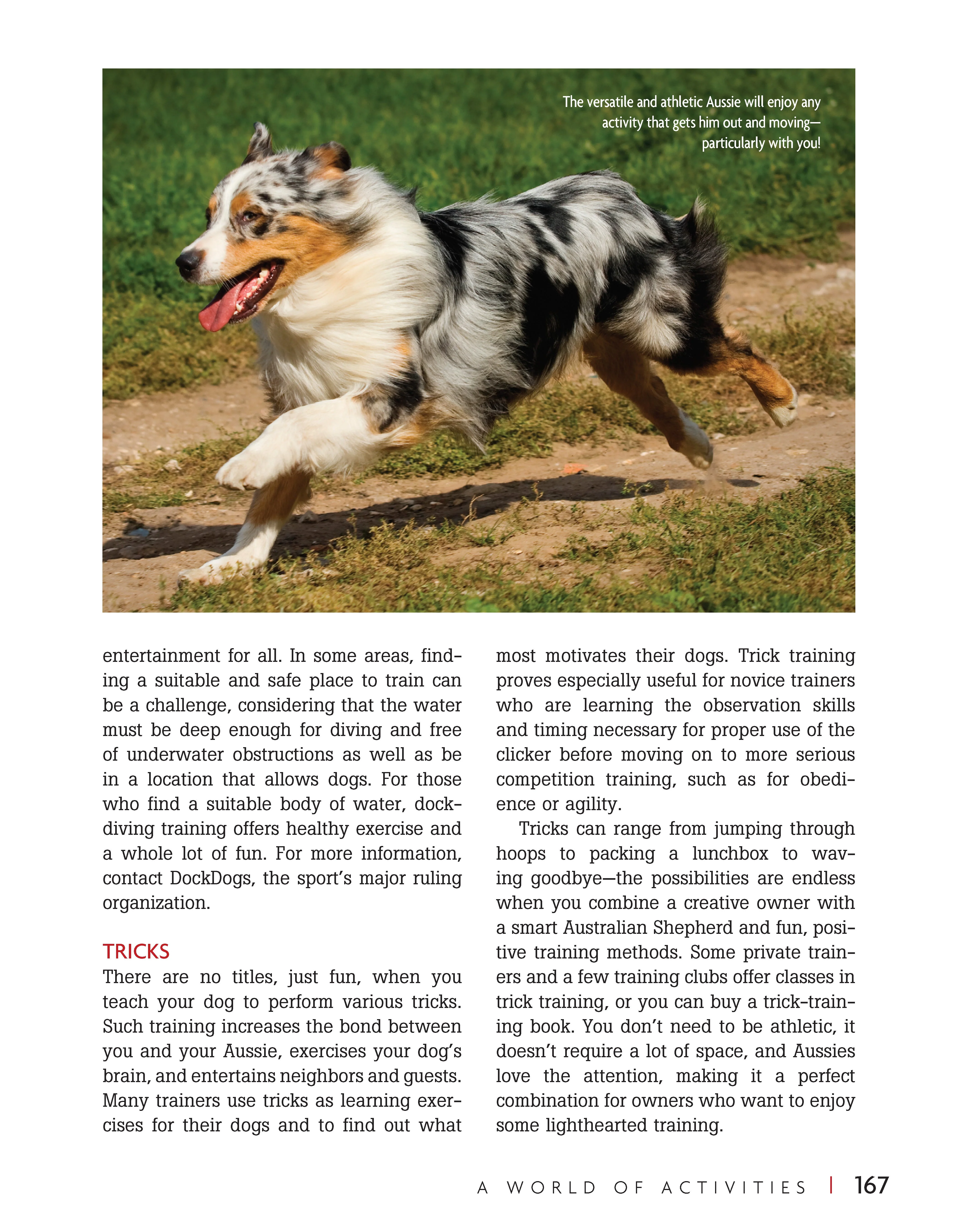 Australian Shepherd Dog - Image 4