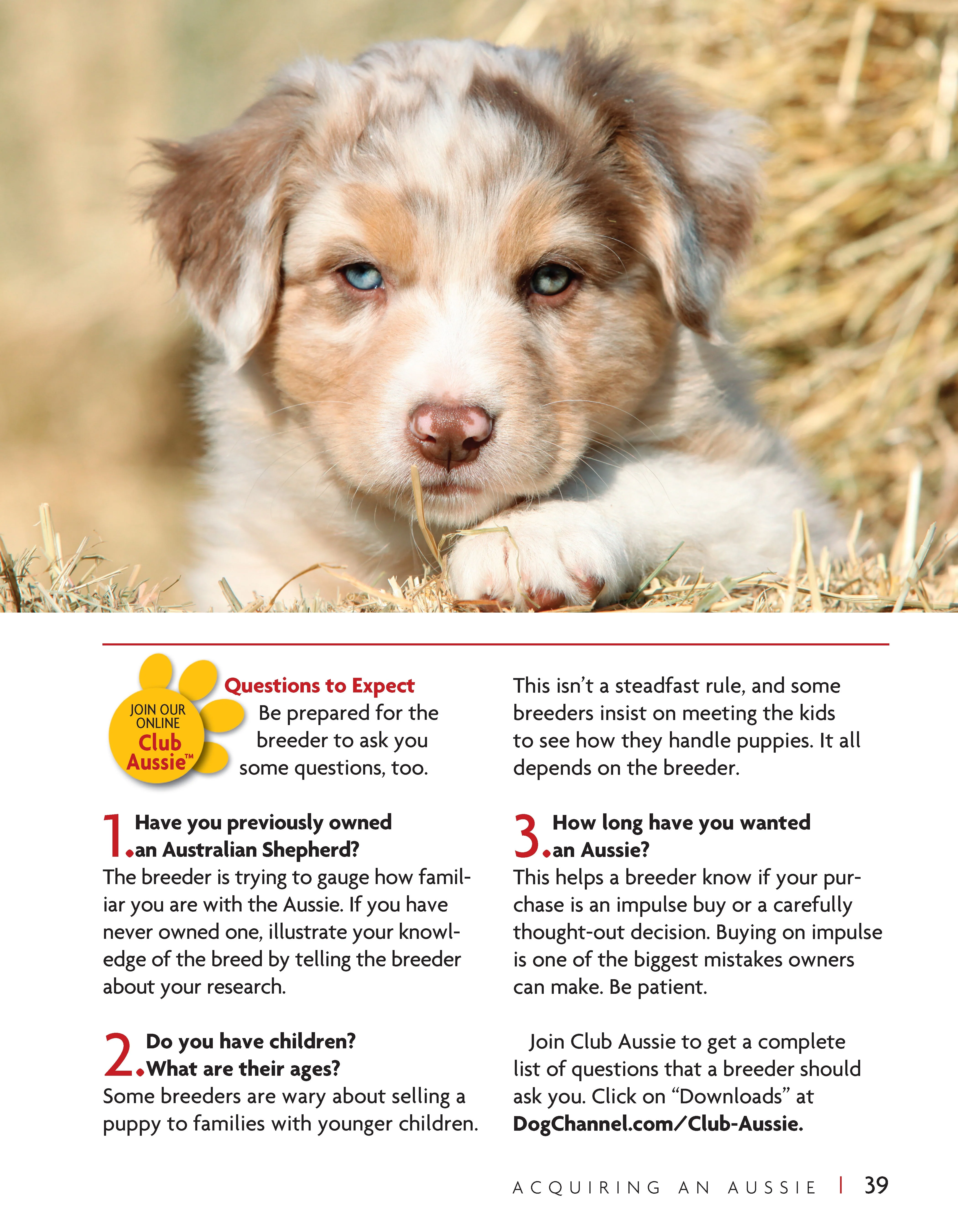 Australian Shepherd Dog - Image 6