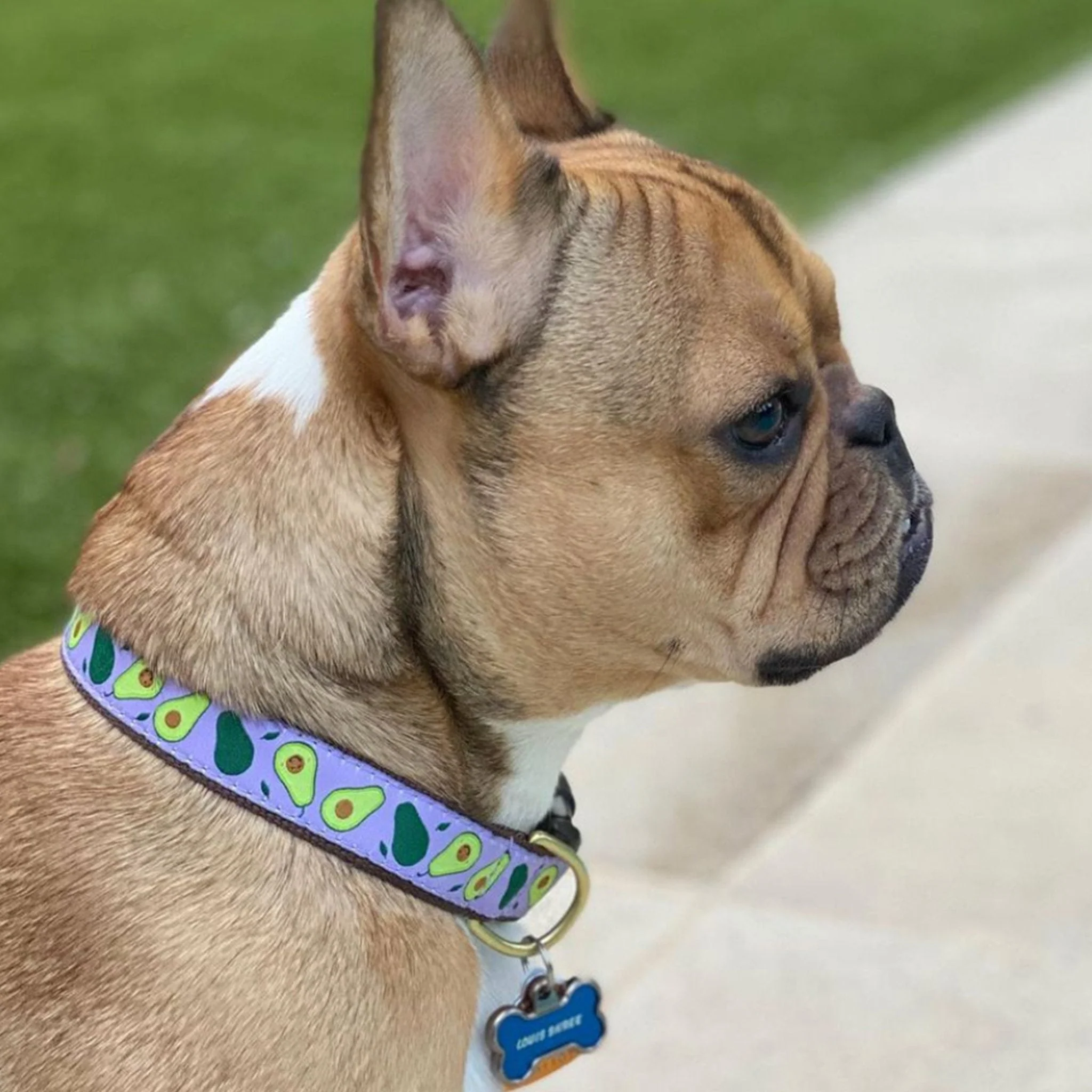 Up Country Avocado Cast Brass Dog Collar - Image 2