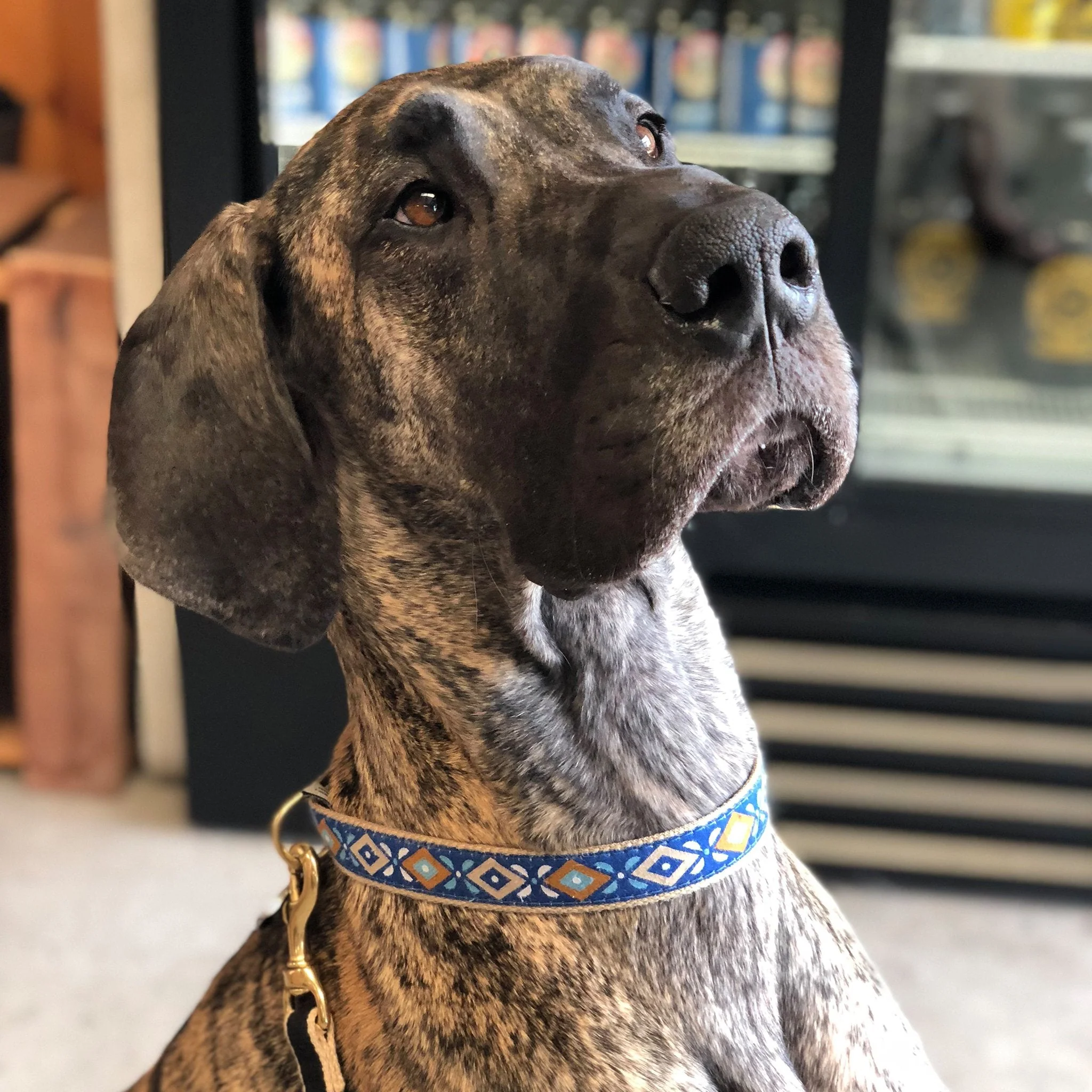 Up Country Aztec Blue Cast Brass Dog Collar - Image 2