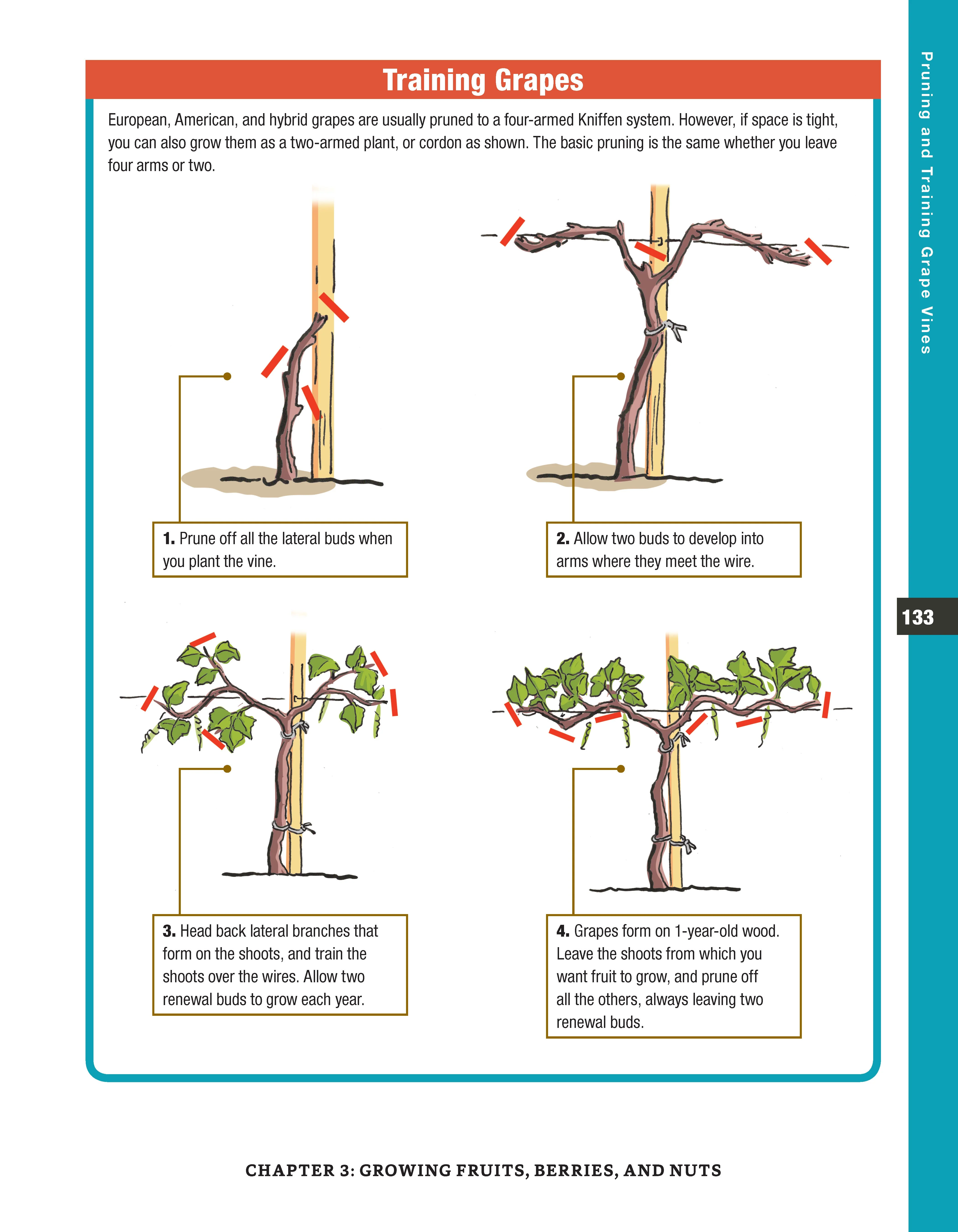 Backyard Homesteading, Second Revised Edition - Image 12