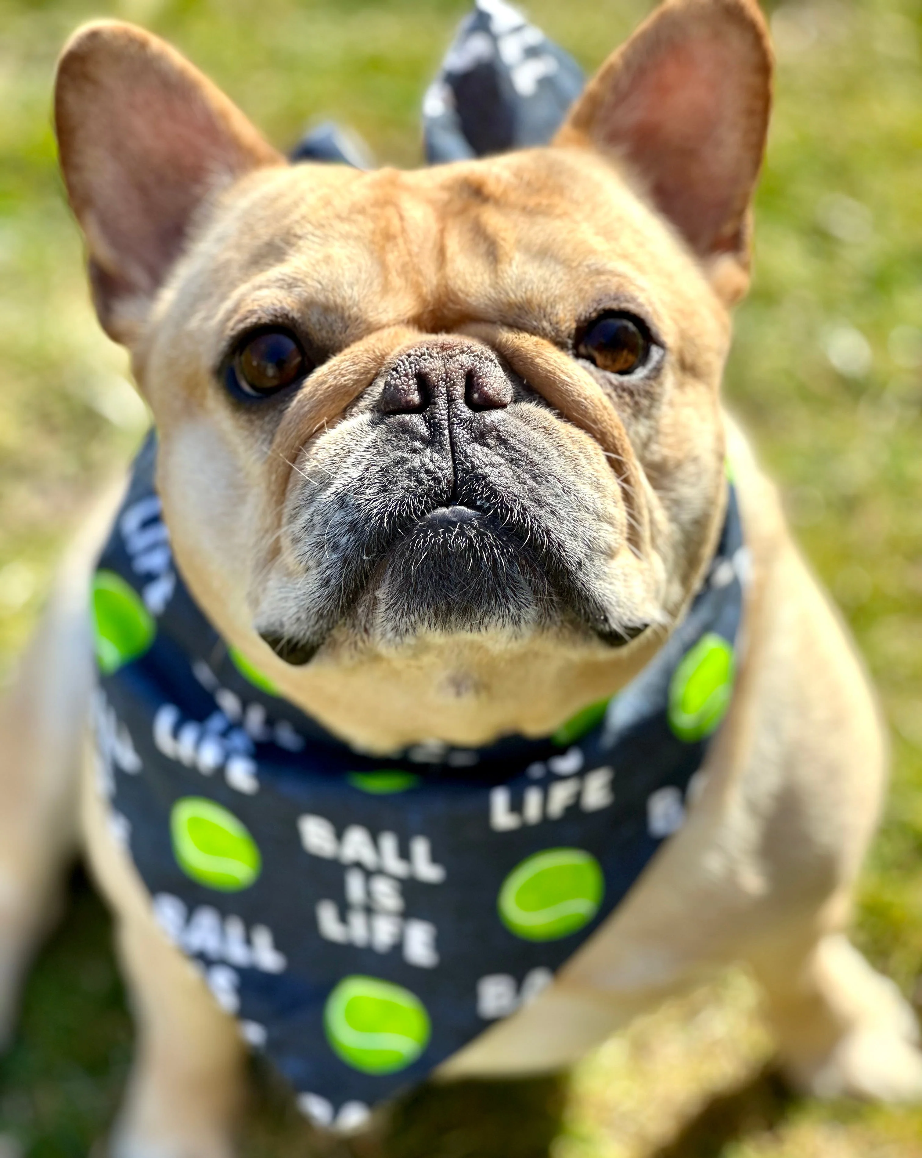 Ball Is Life Dog Bandana Best Seller - Image 2