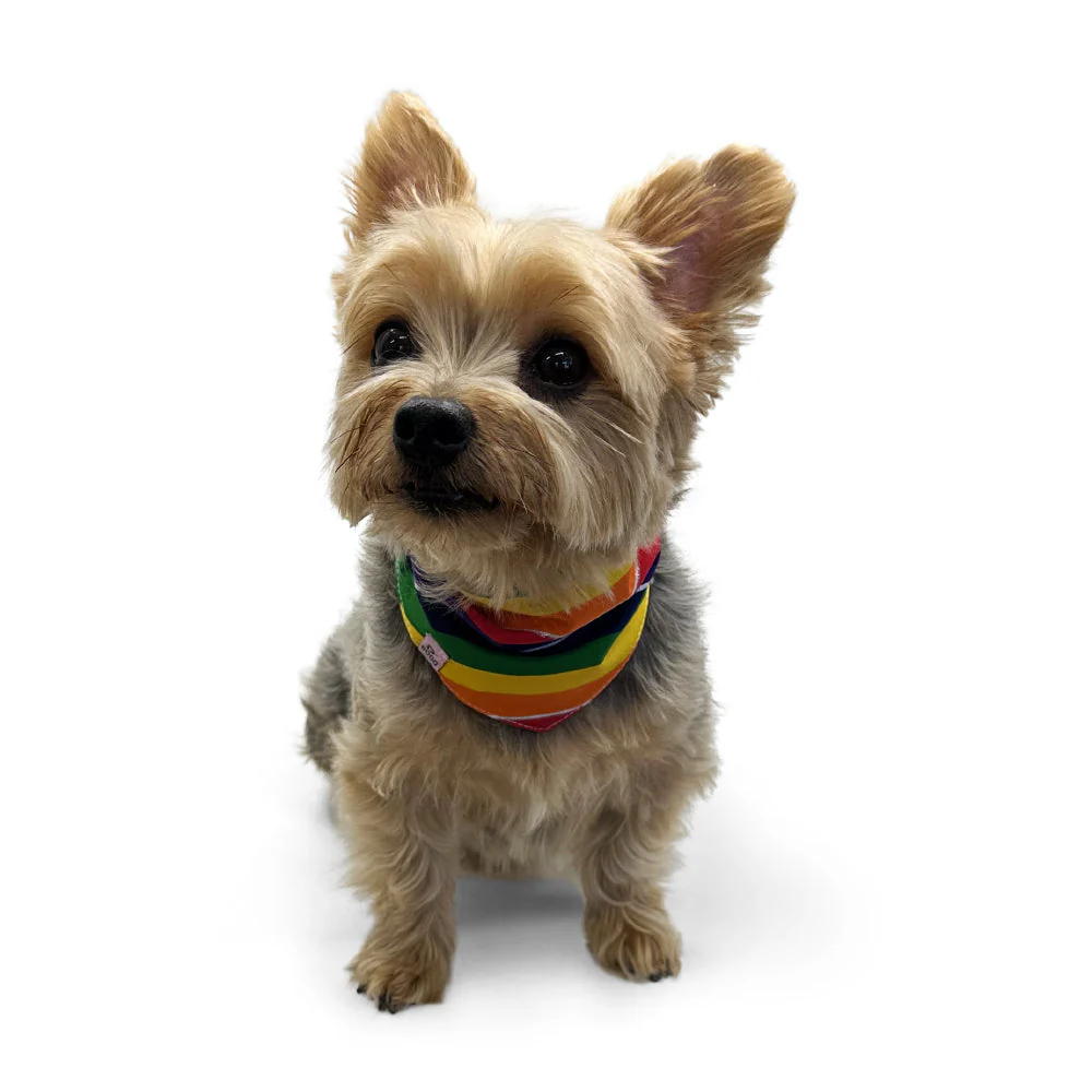 Bandana Rainbow - Image 3