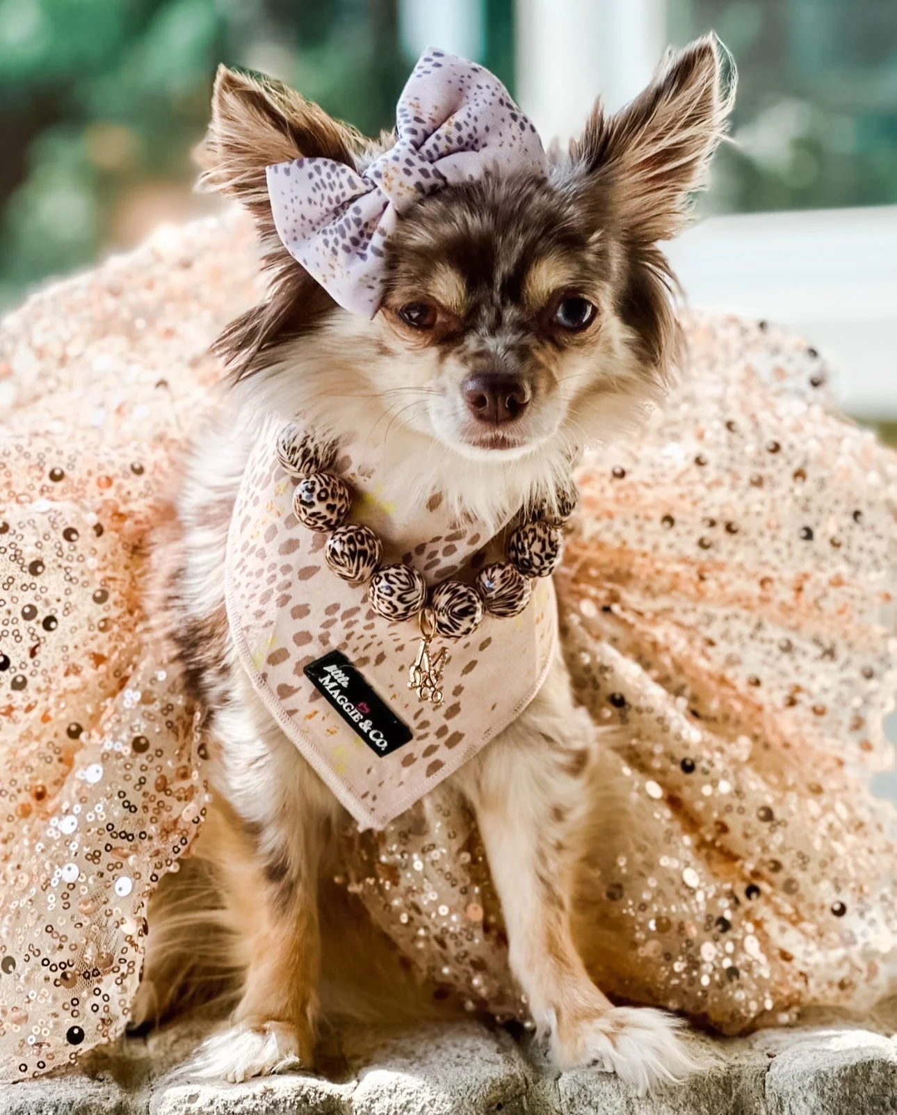 Bandana Set: Pawfect Beauty - Image 2