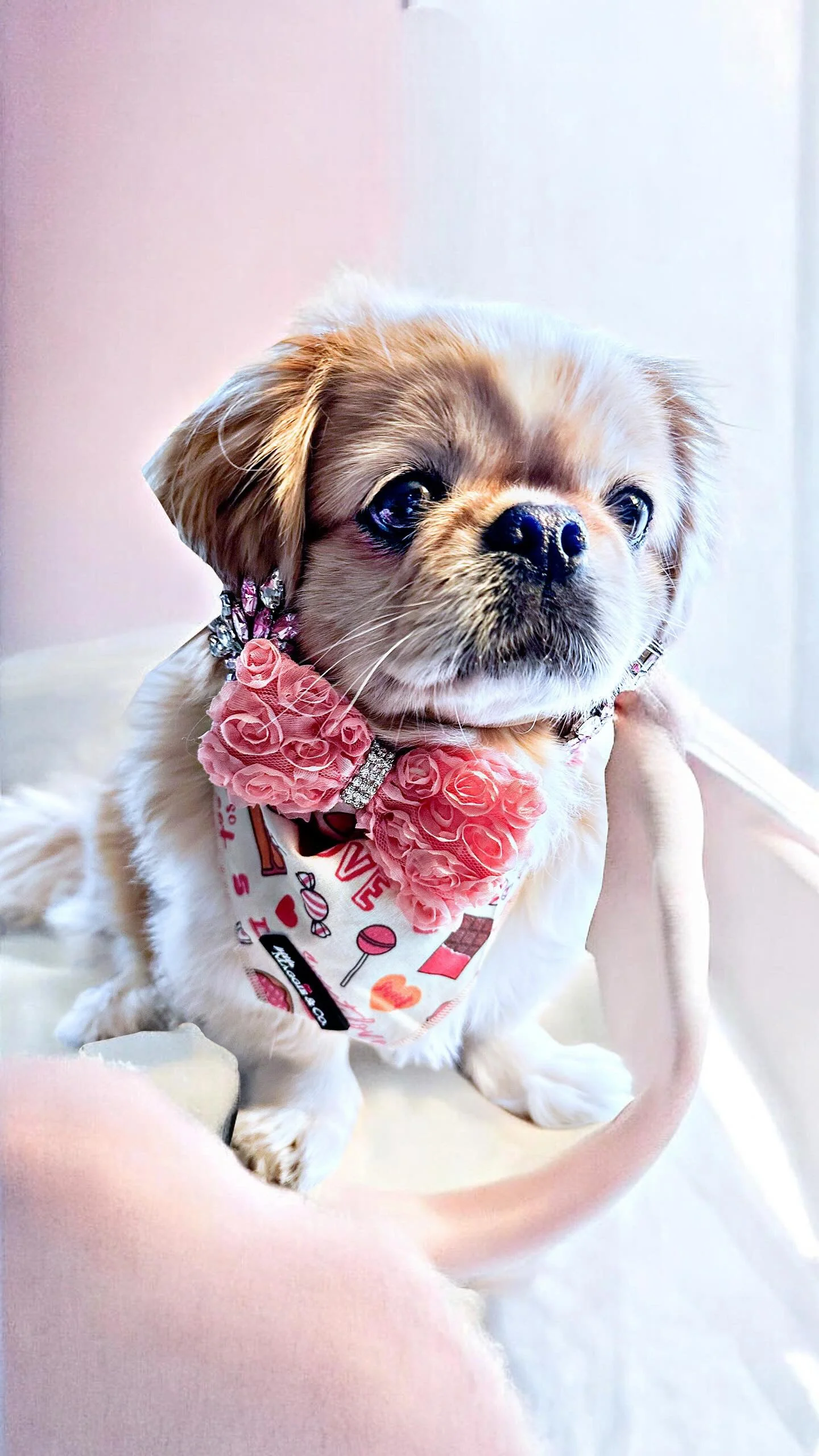 Bandana Set: Sweetie - Image 6