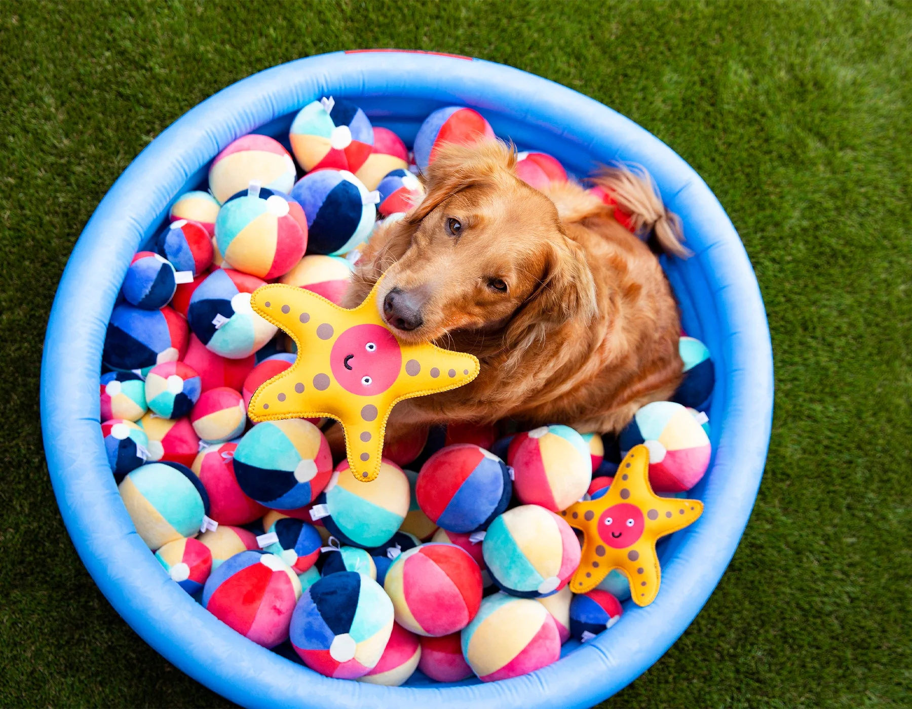 Jax & Bones Beach Ball Plush Dog Squeak Toy Toys - Image 2