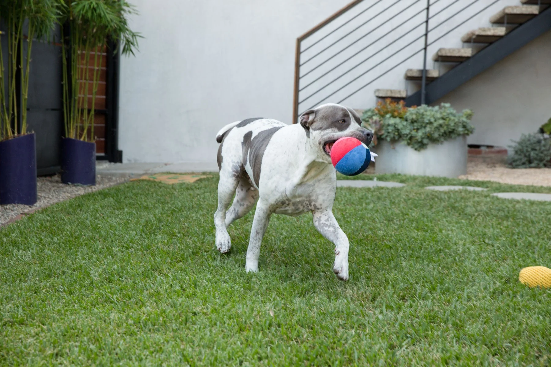 Jax & Bones Beach Ball Plush Dog Squeak Toy Toys - Image 4