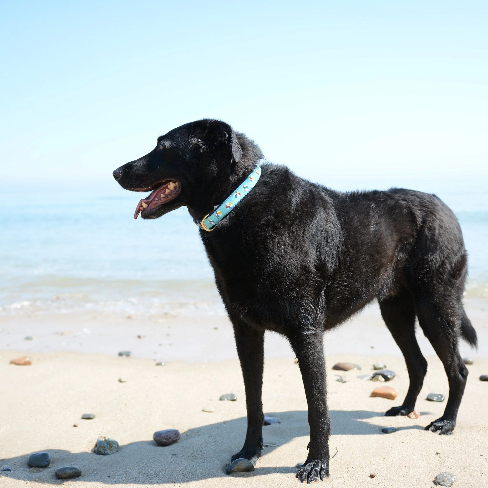 Up Country Beach Balls Cast Brass Dog Collar - Image 2