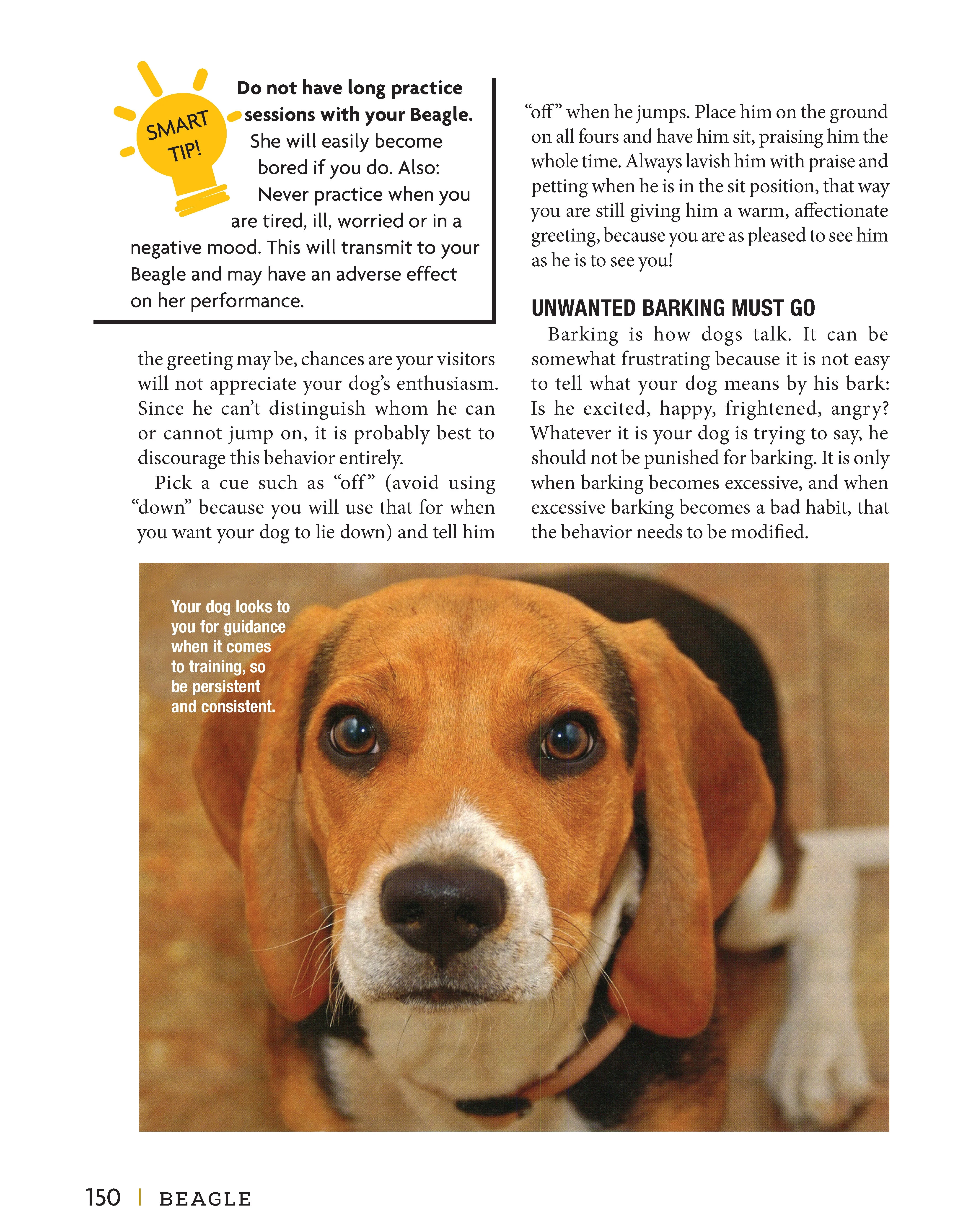 Beagle - Image 4