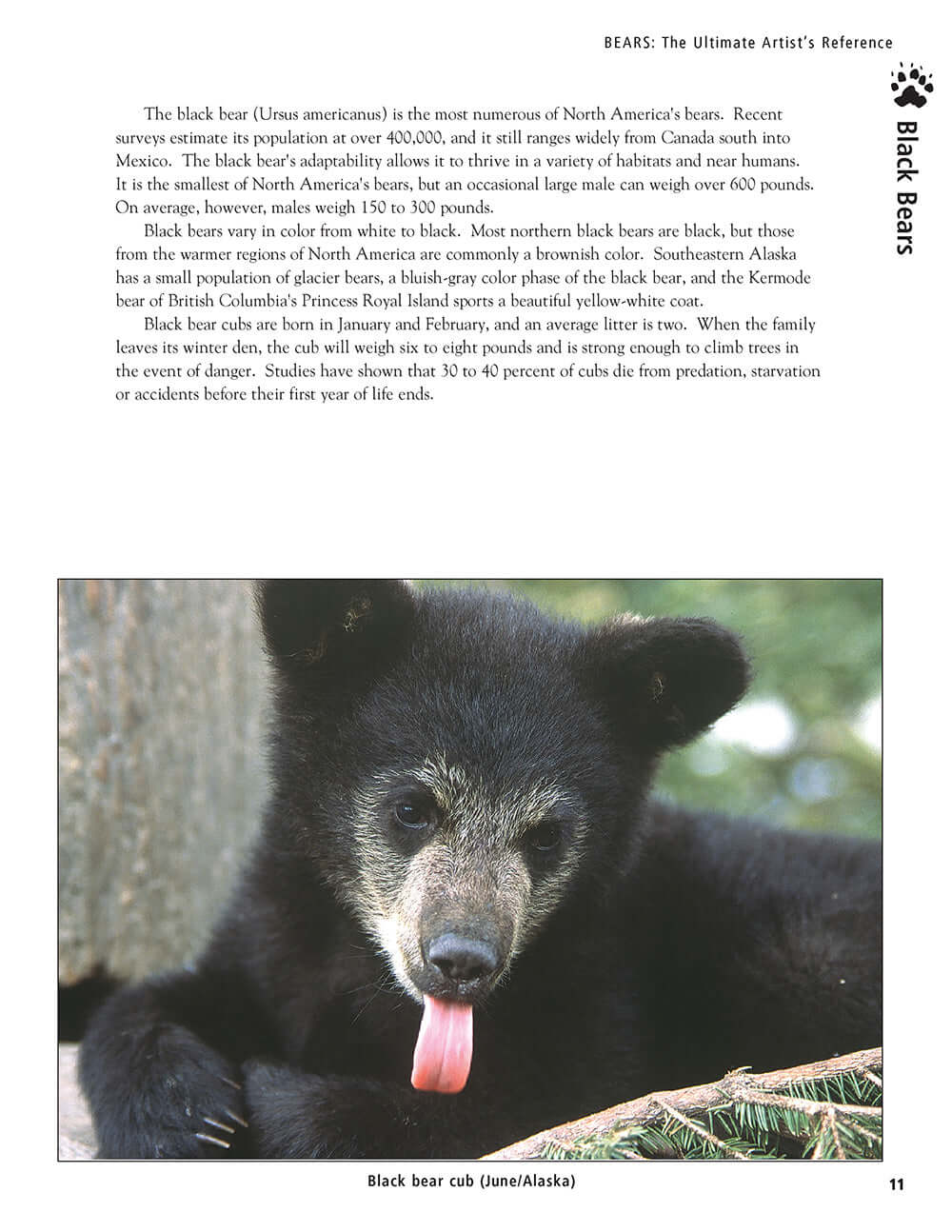 Bear: The Ultimate Artist's Reference - Image 4