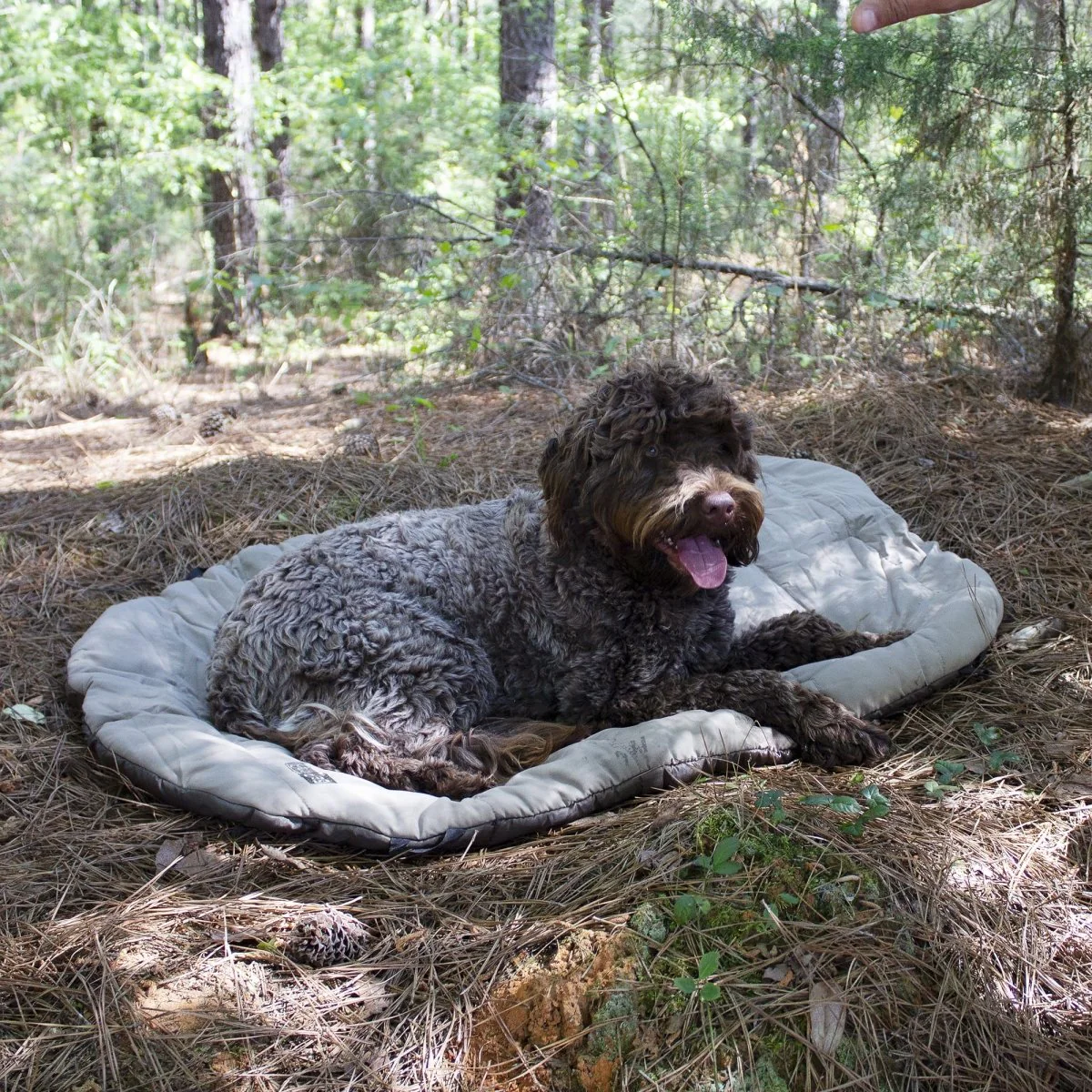 Bed n a Bag Travel Dog Bed - Image 7