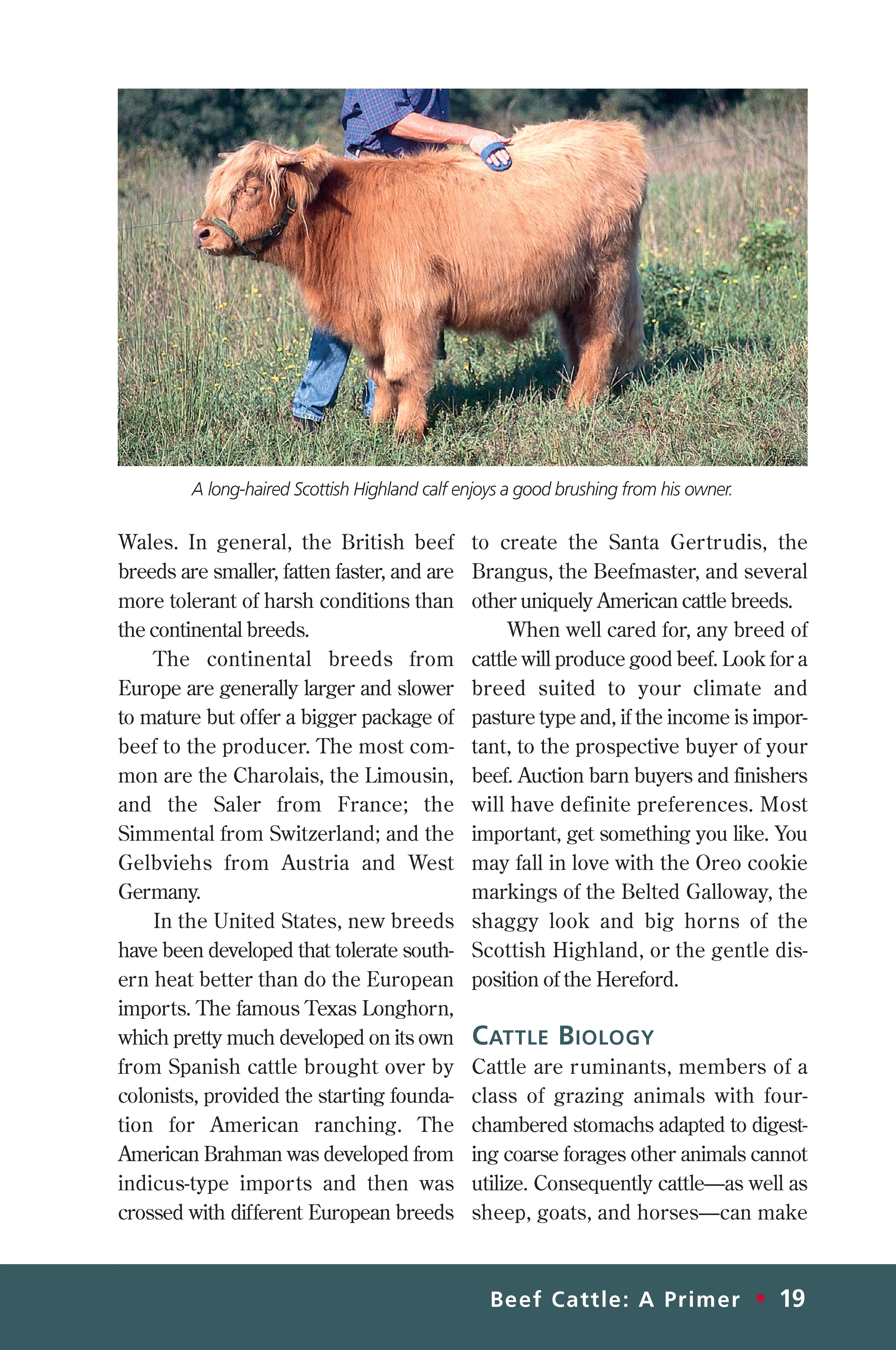 Beef Cattle - Image 4