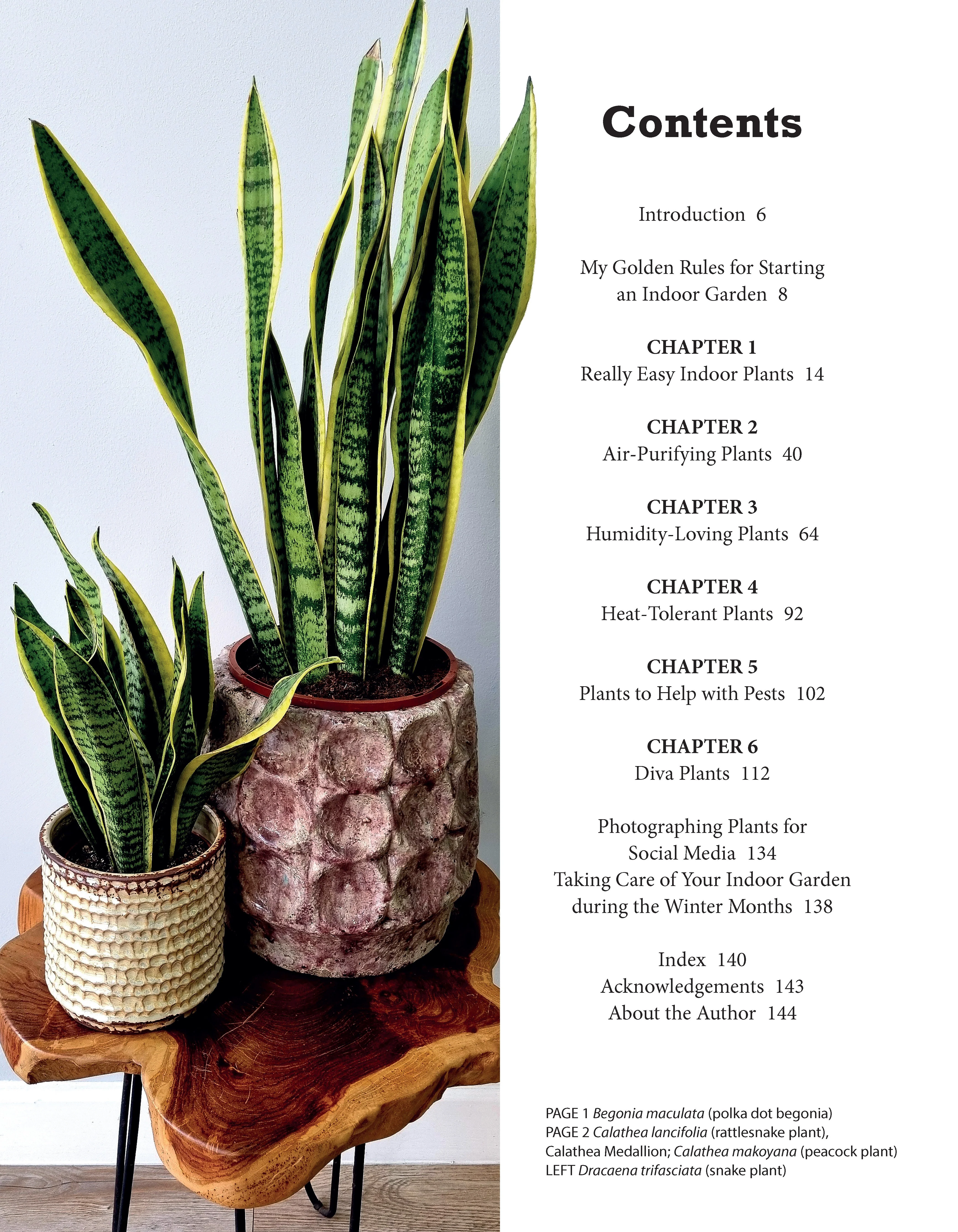 Beginner's Houseplant Garden - Image 2