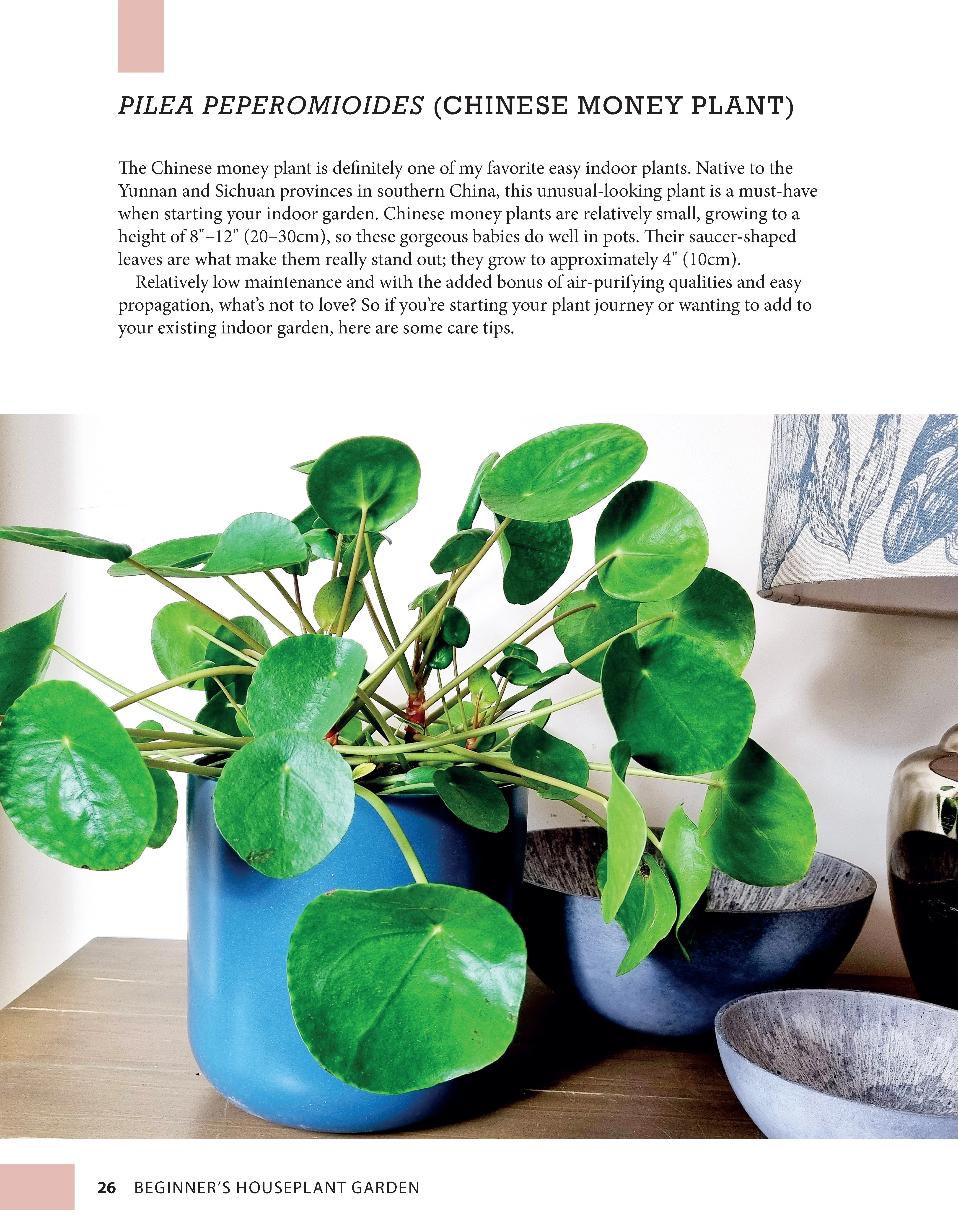 Beginner's Houseplant Garden - Image 3