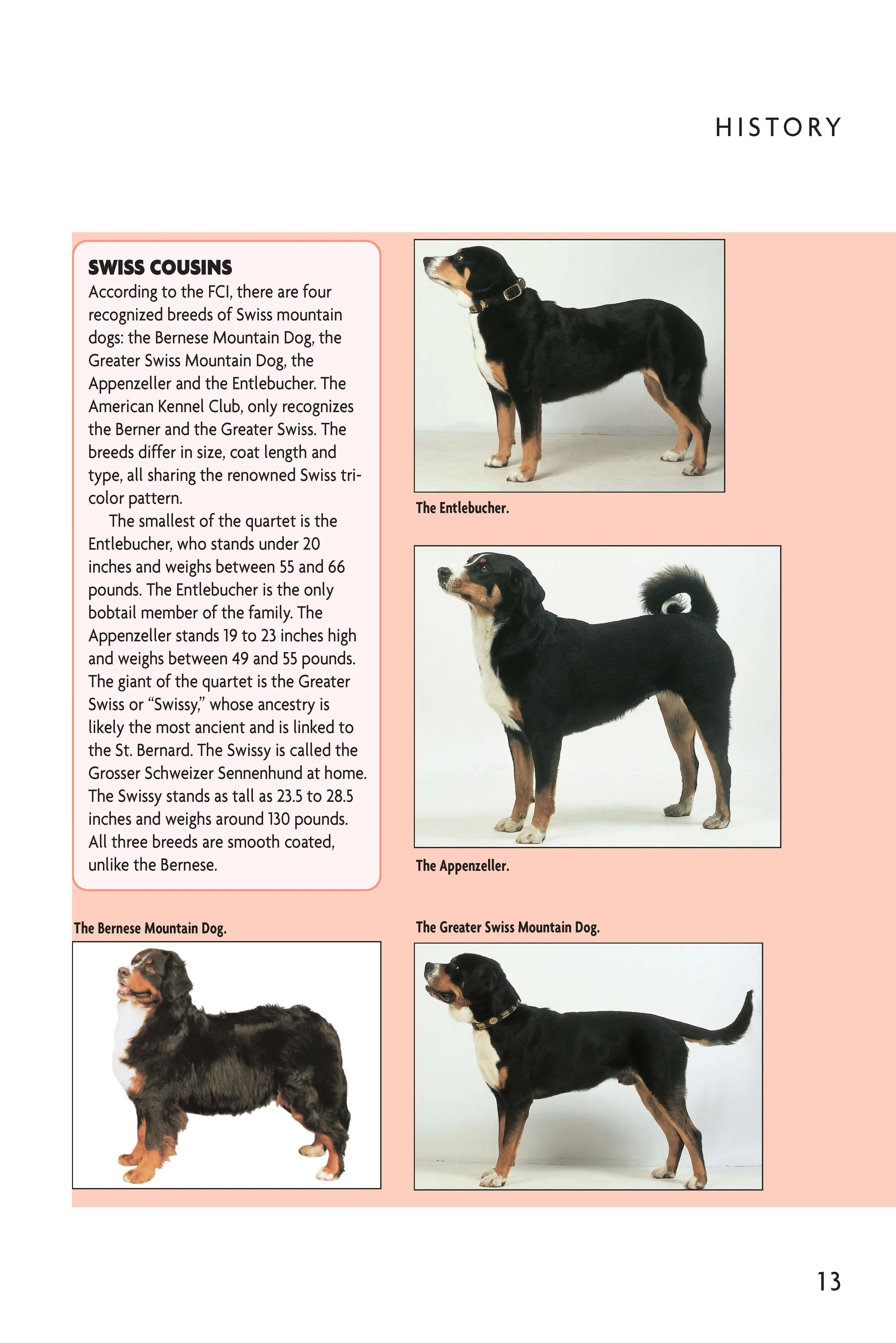 Bernese Mountain Dog (Comprehensive Owner's Guide) - Image 4