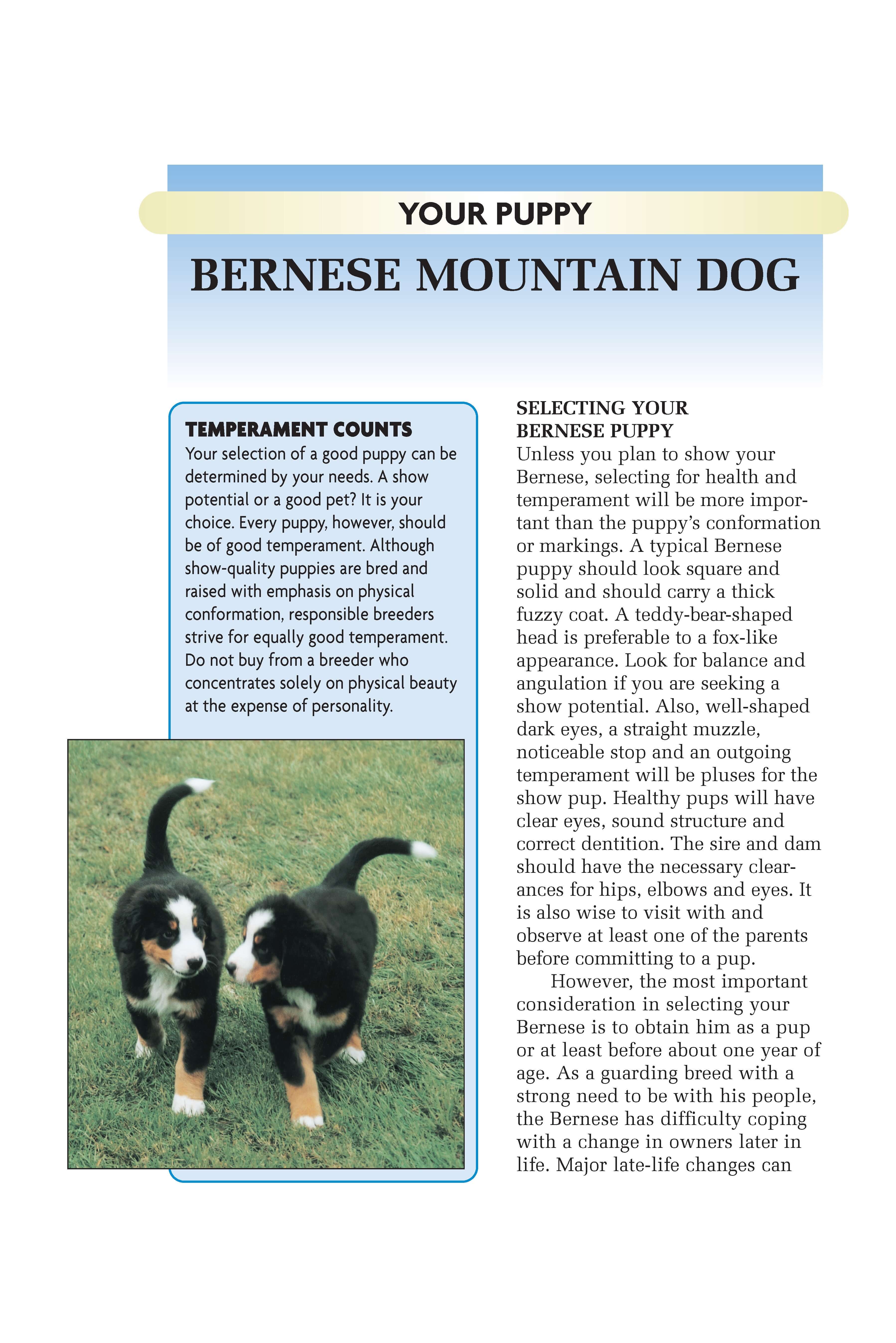 Bernese Mountain Dog (Comprehensive Owner's Guide) - Image 5