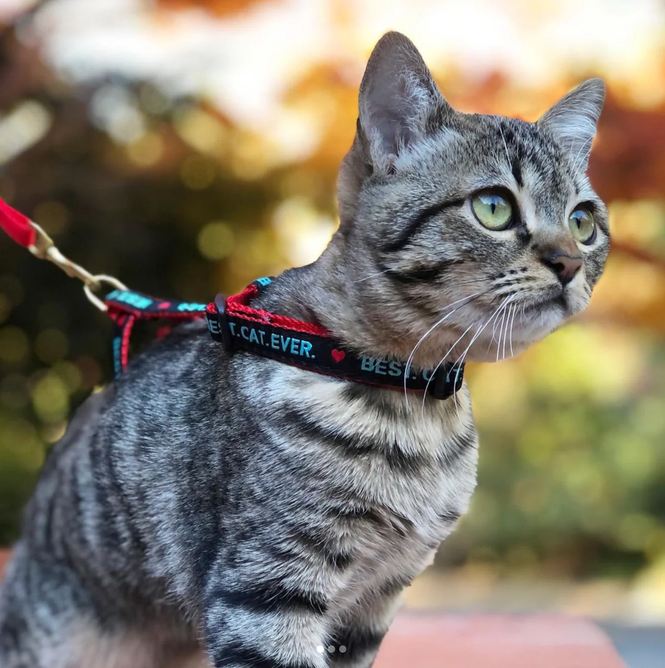 Up Country Best Cat Ever Adjustable Cat Harness Set - Image 2