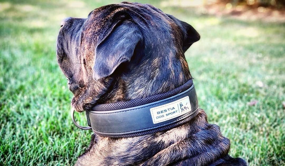Bestia Dog Gear Stainless Steel Dog Collar - Image 5