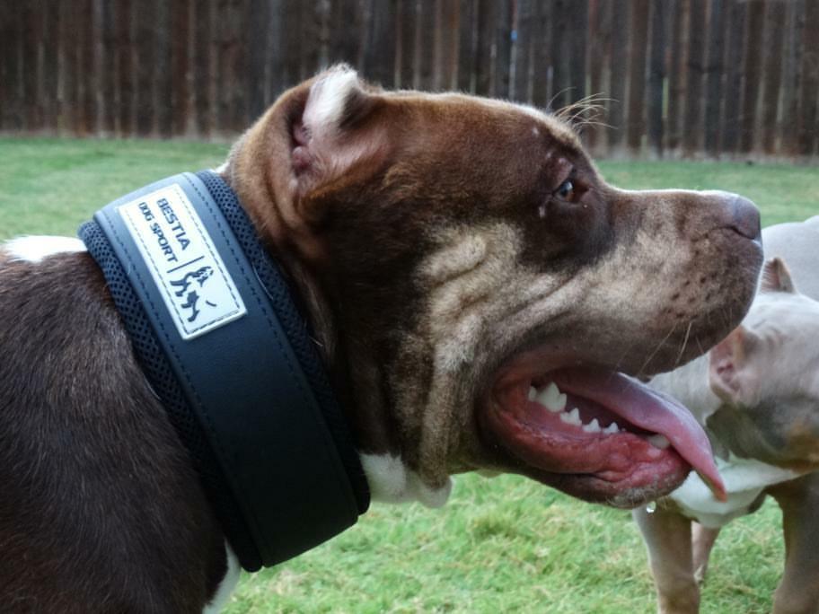 Bestia Dog Gear Stainless Steel Dog Collar - Image 7