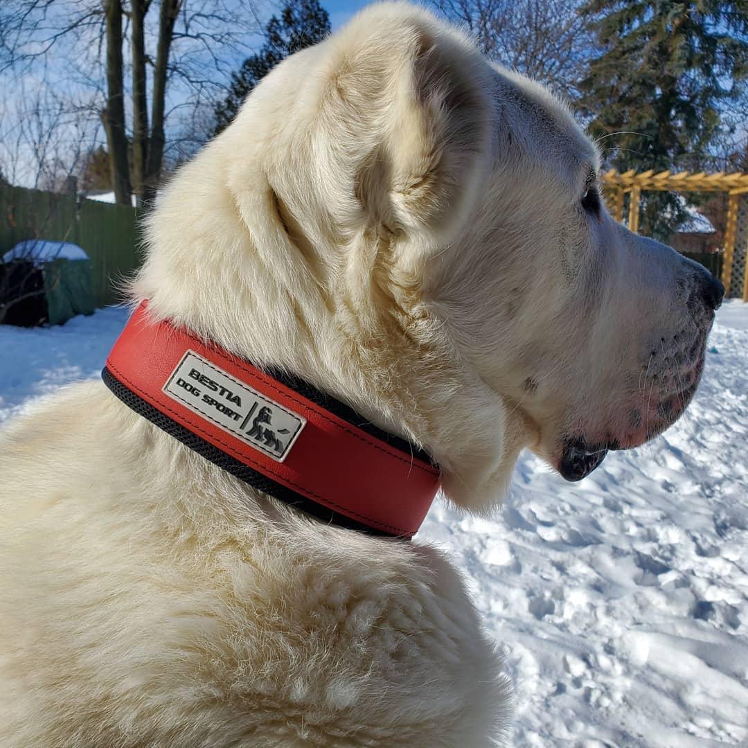Bestia Dog Gear Stainless Steel Dog Collar - Red - Image 4