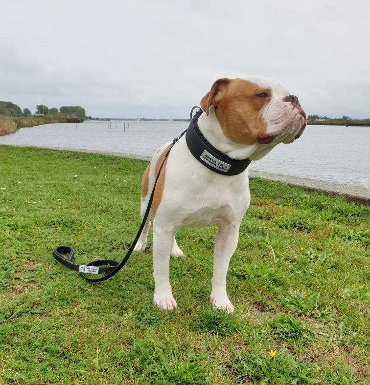 Bestia Dog Sport Nylon Dog Leash - Black - Image 5
