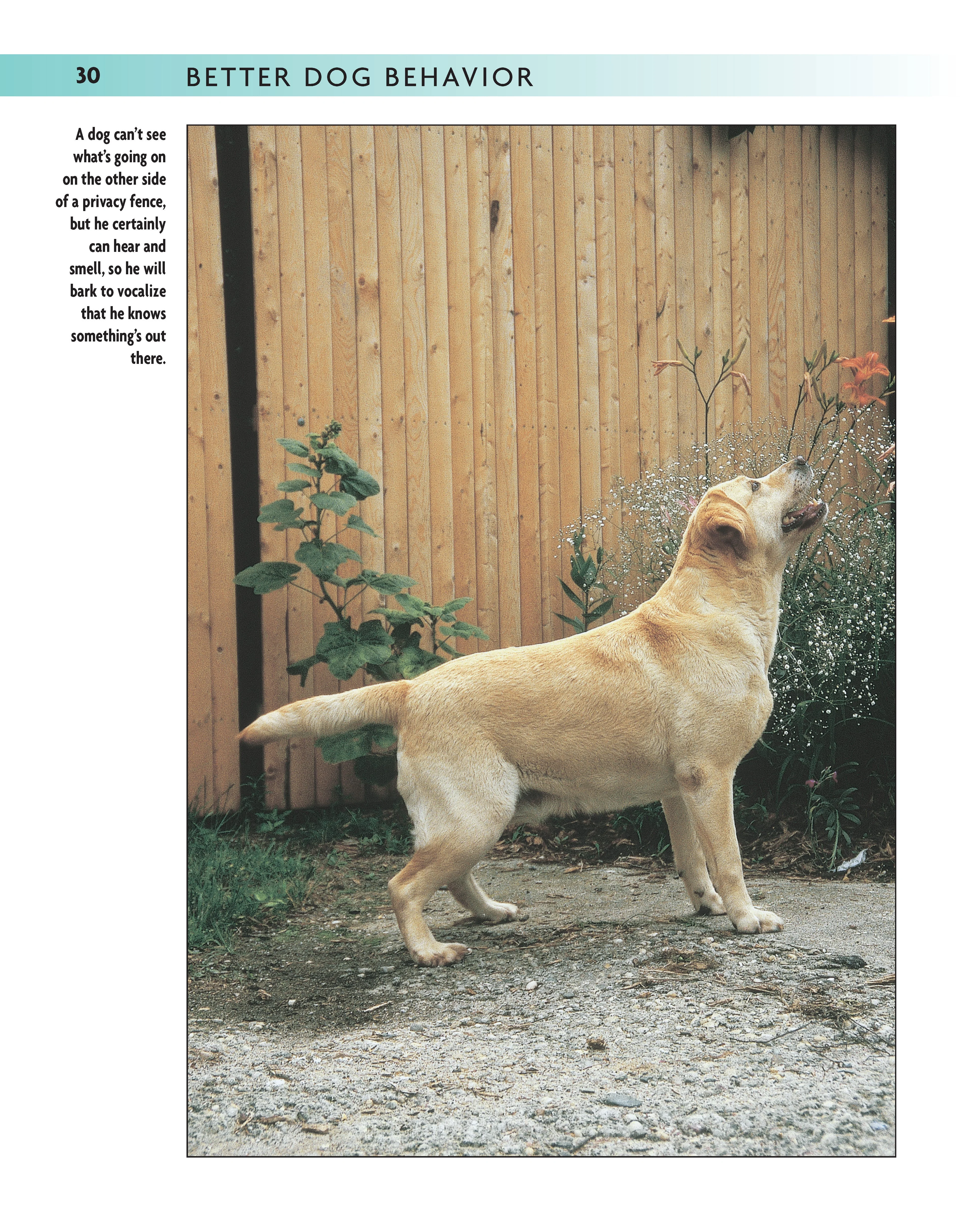 Better Dog Behavior and Training - Image 2