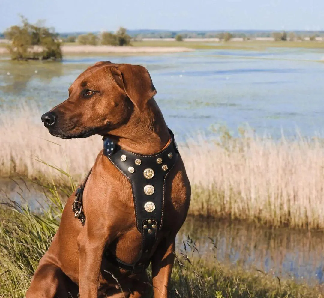Bestia Dog Gear Genuine Leather Dog Harness - Black/M - Image 2