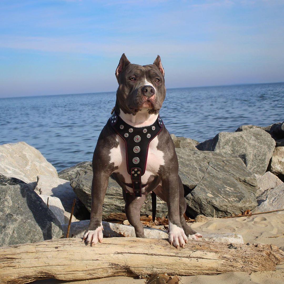 Bestia Dog Gear Genuine Leather Dog Harness - Black/M - Image 2