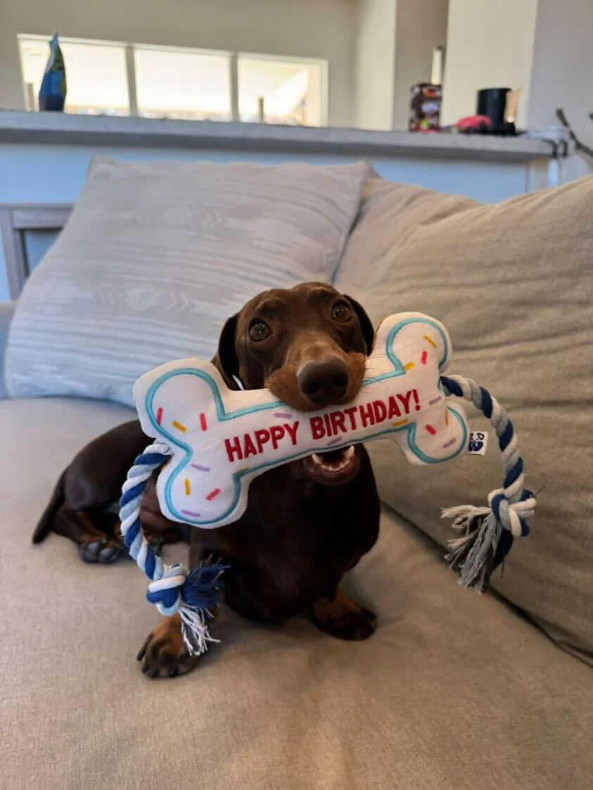 Premium Pet Essential: BIRTHDAY BONE - Image 4