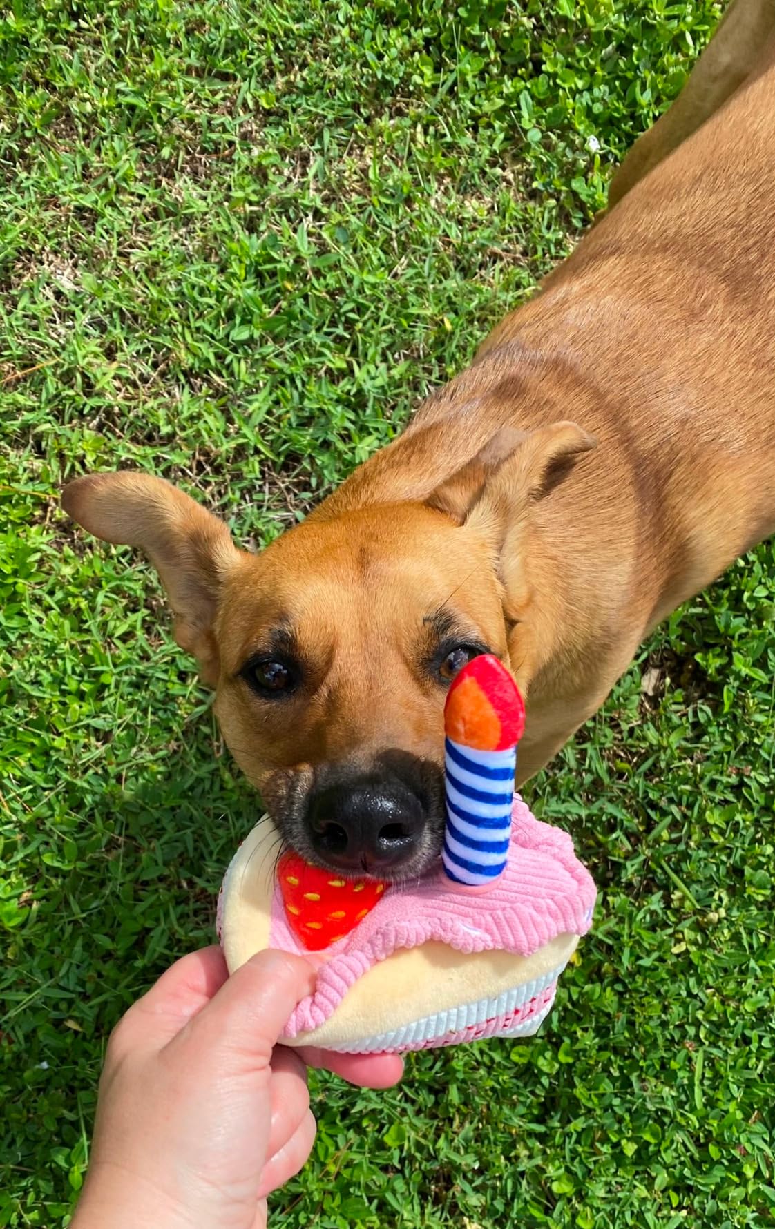 Premium Pet Essential: BIRTHDAY CAKE - Image 7