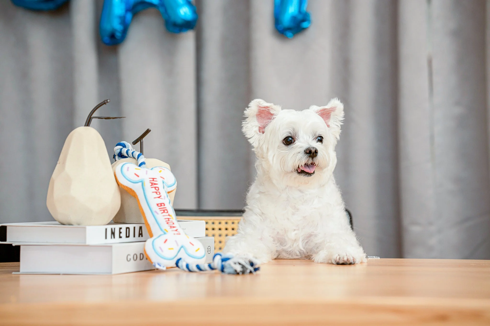 Premium Pet Essential: Birthday Cake - Blue - Image 13