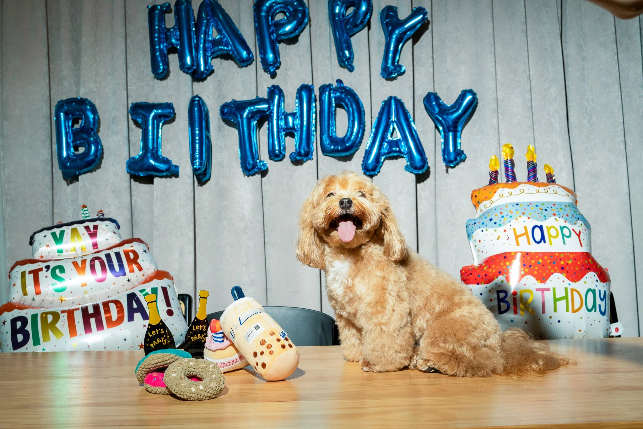 Premium Pet Essential: Birthday Cake - Blue - Image 8