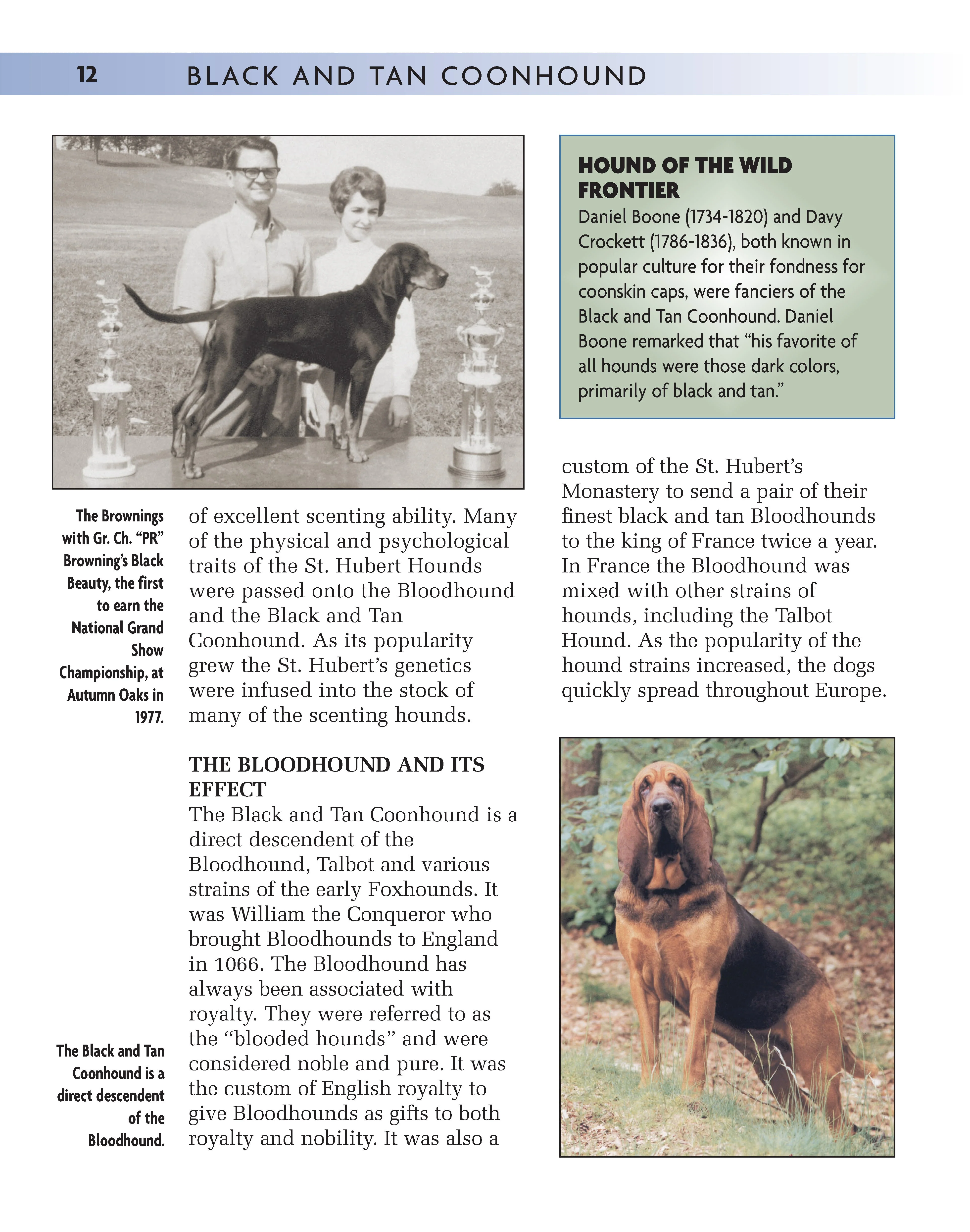 Black and Tan Coonhound - Image 2