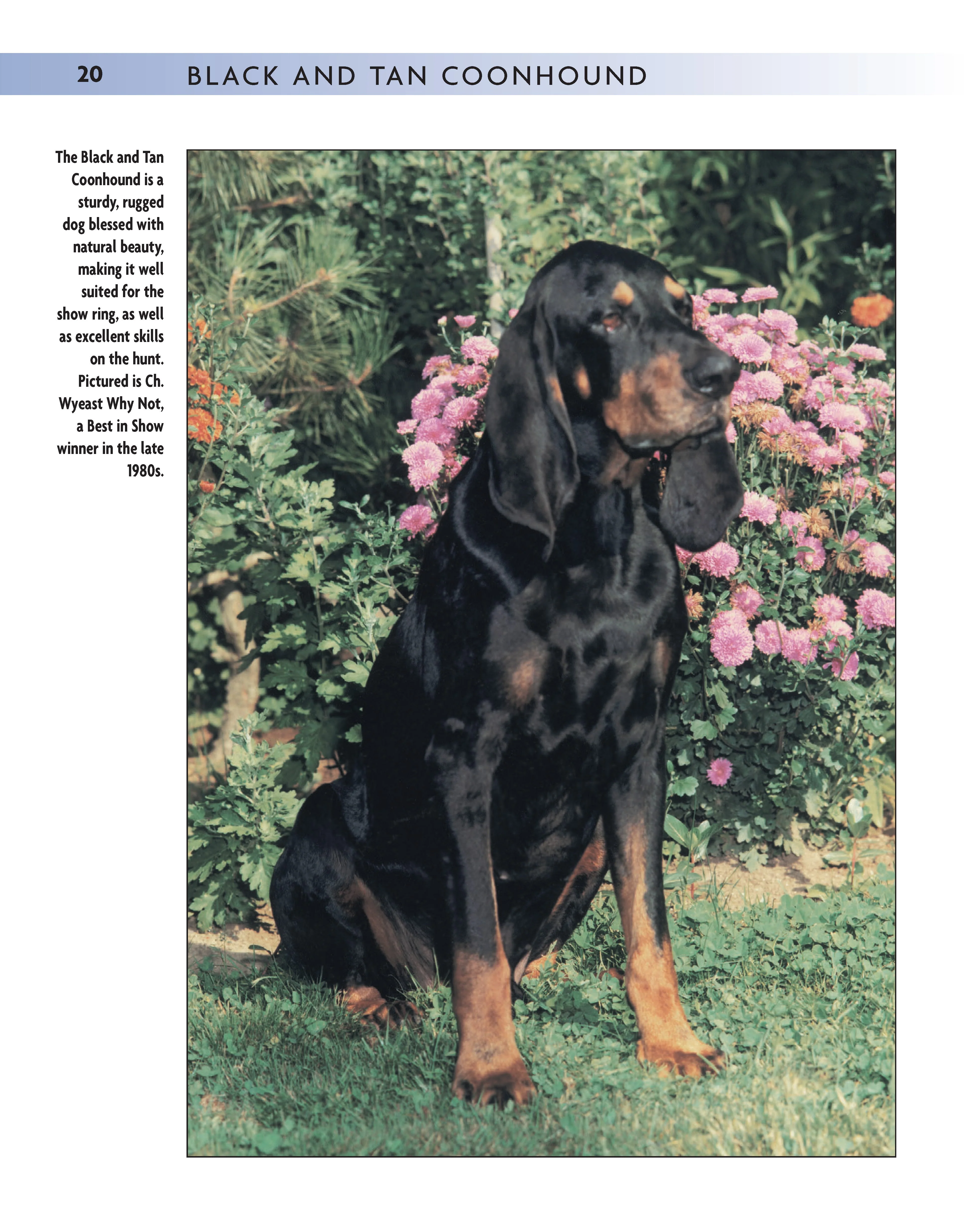 Black and Tan Coonhound - Image 6