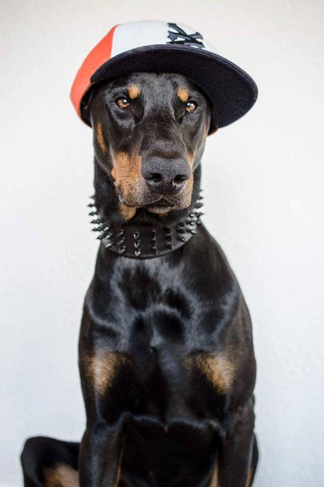 Bestia Dog Gear Genuine Leather Dog Collar - Black - Image 2