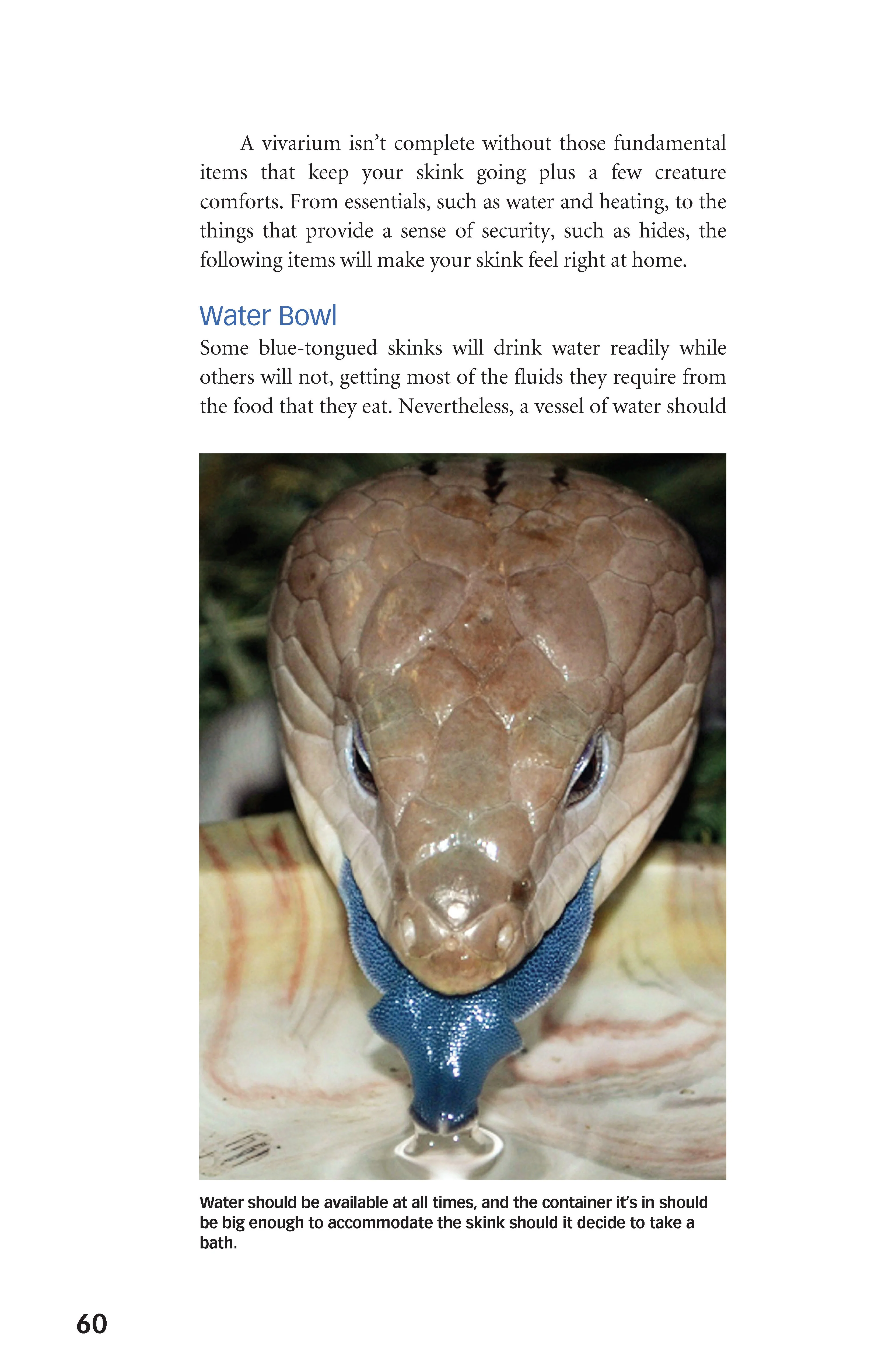 Blue-Tongued Skinks - Image 3